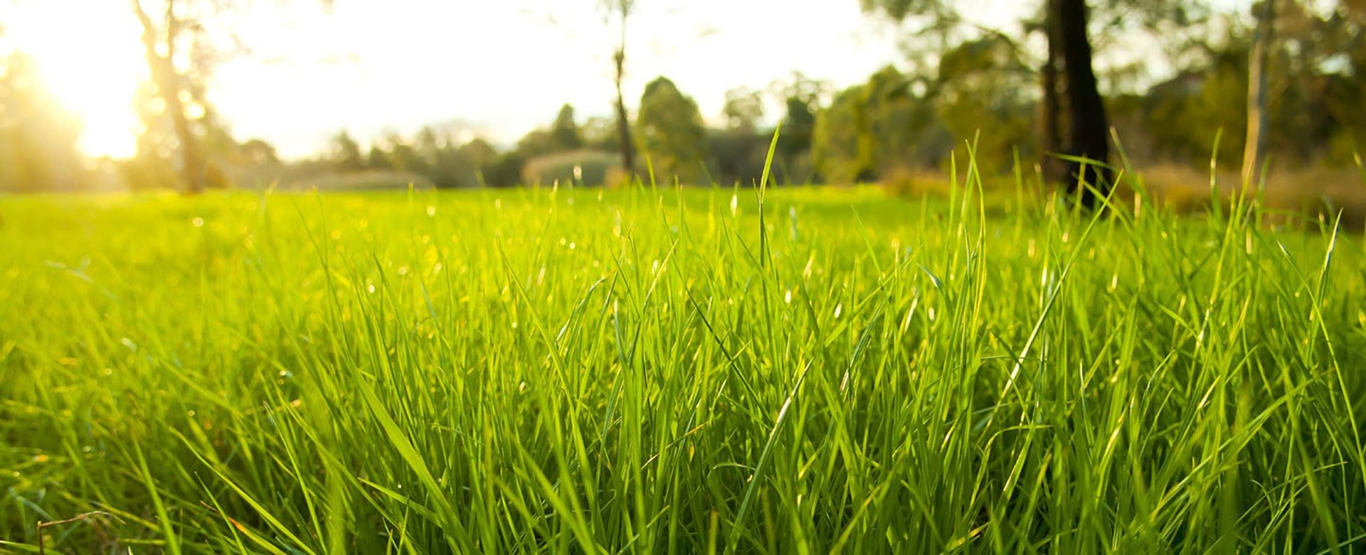 close photo of green grass