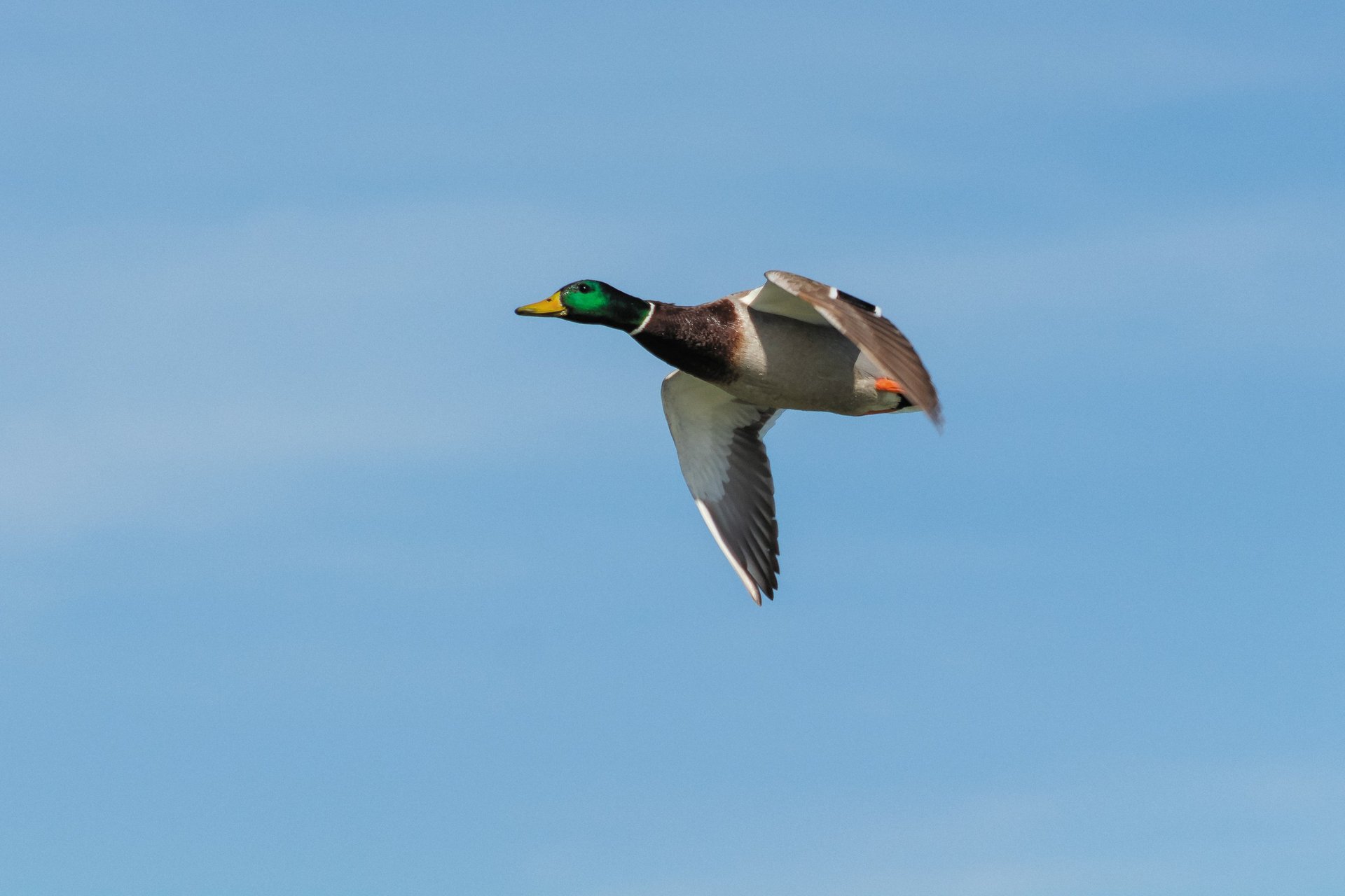 shallow focus photo of flying goose