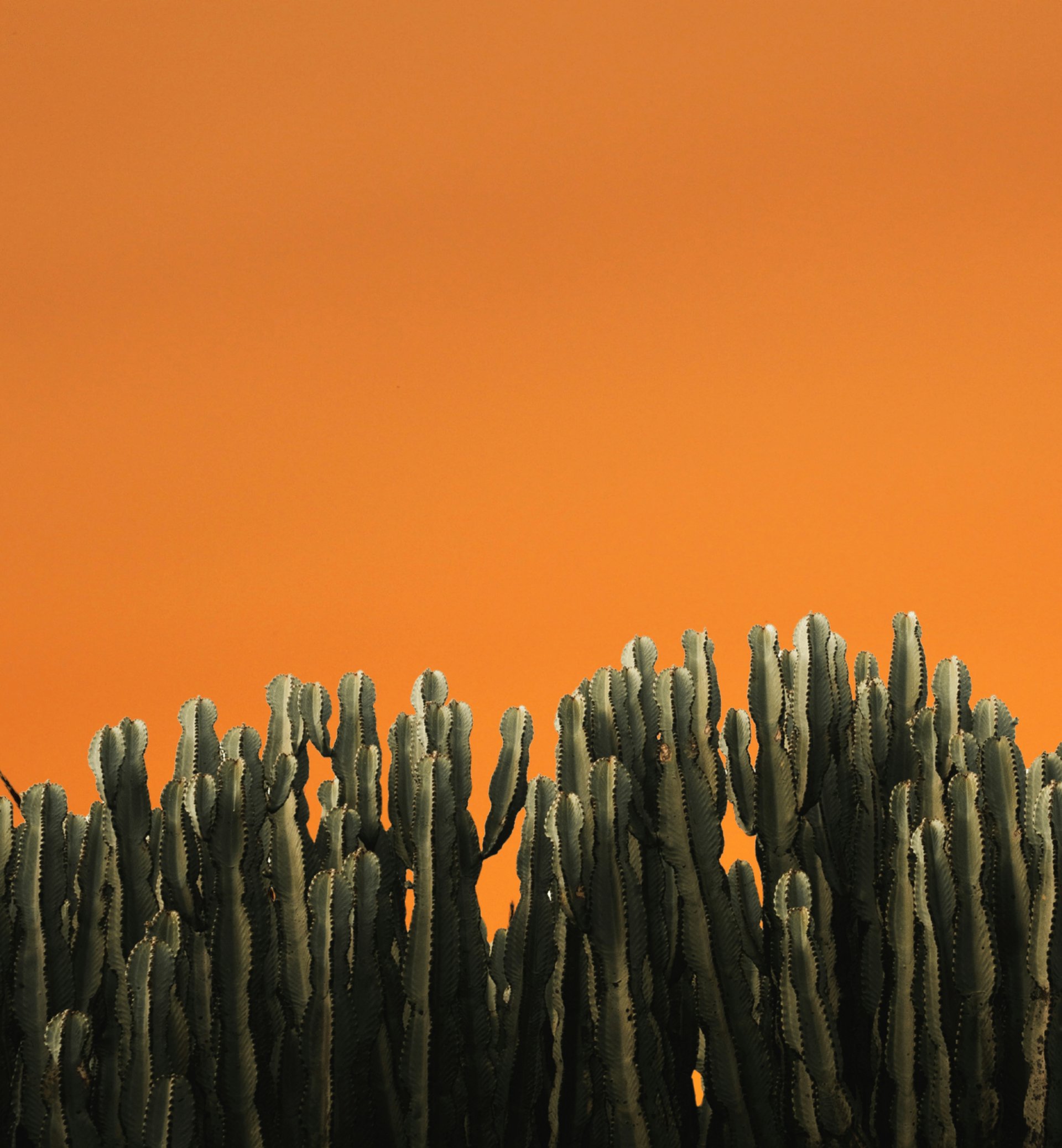 red flower in tilt shift lens