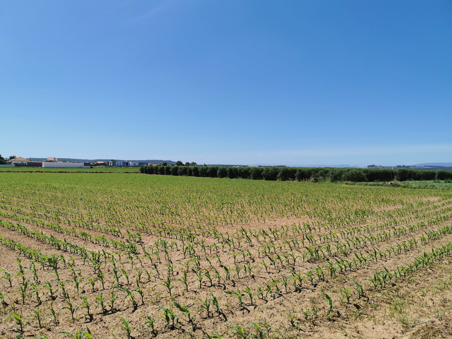 woman wearing yellow long-sleeved dress under white clouds and blue sky during daytime