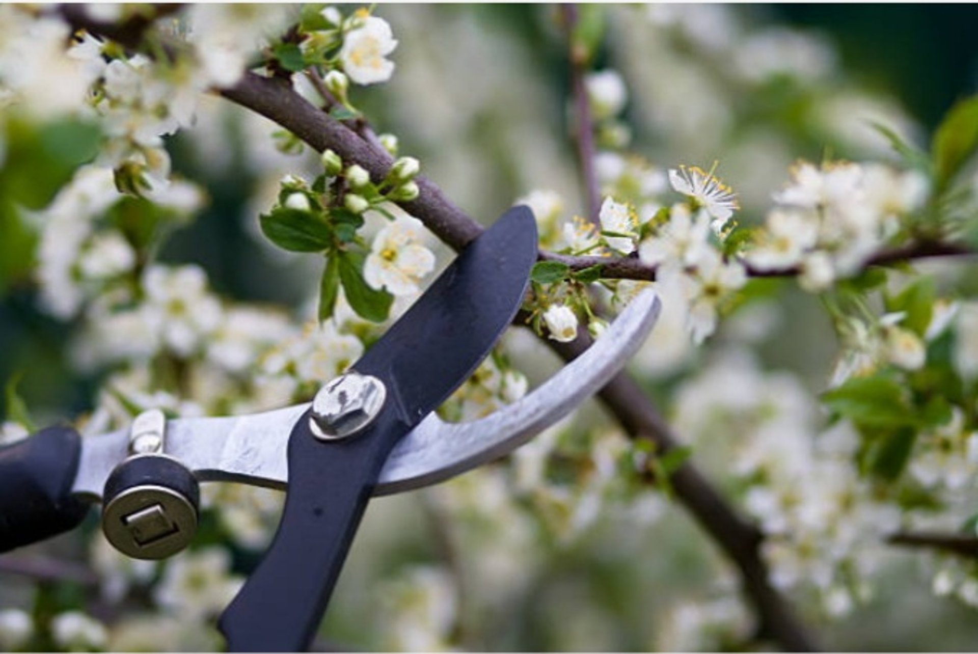 hedge trimming clients review.