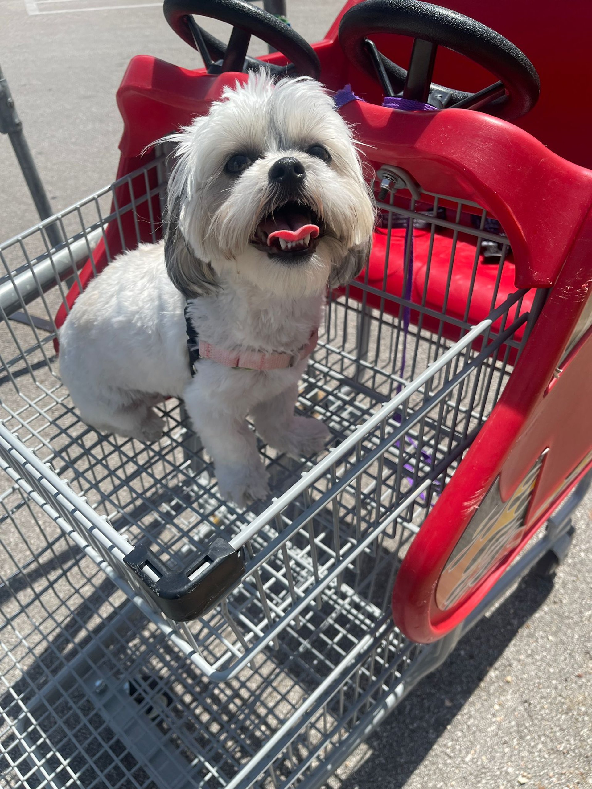 white and black shih tzu puppy