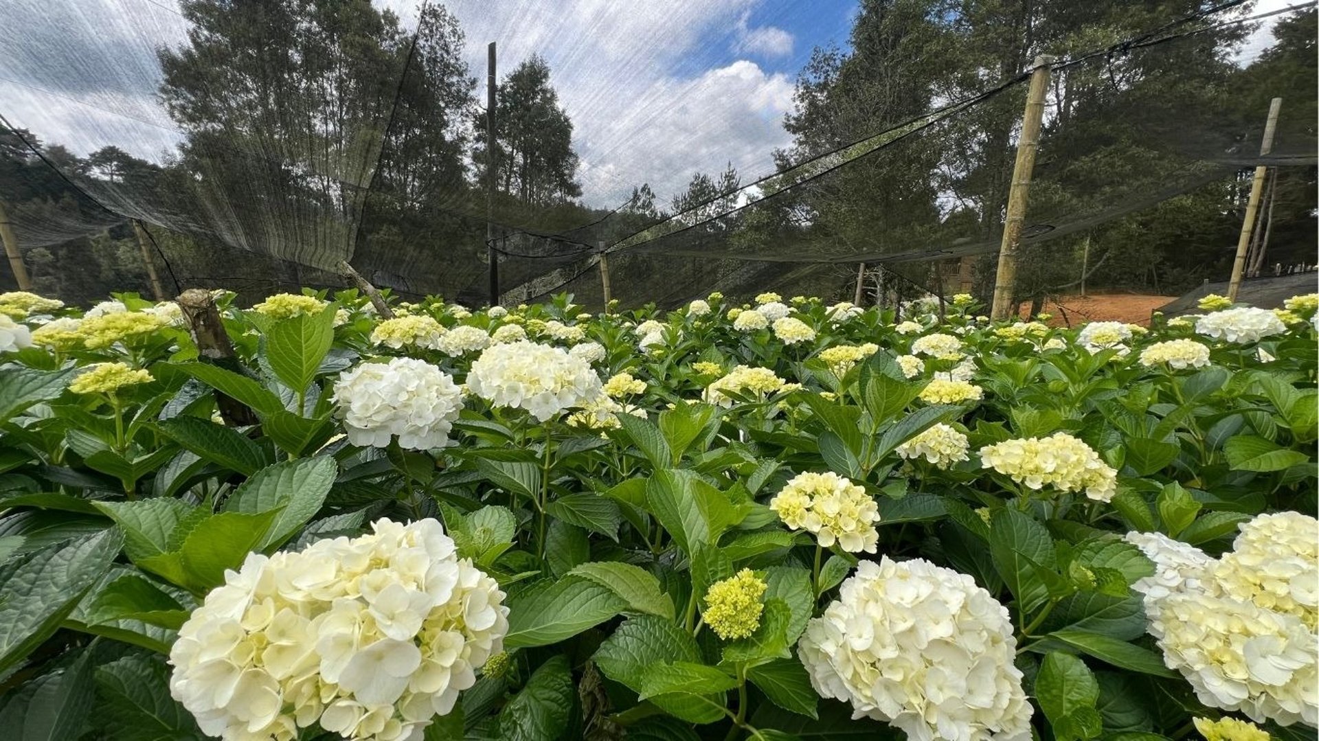 black and white bed linen