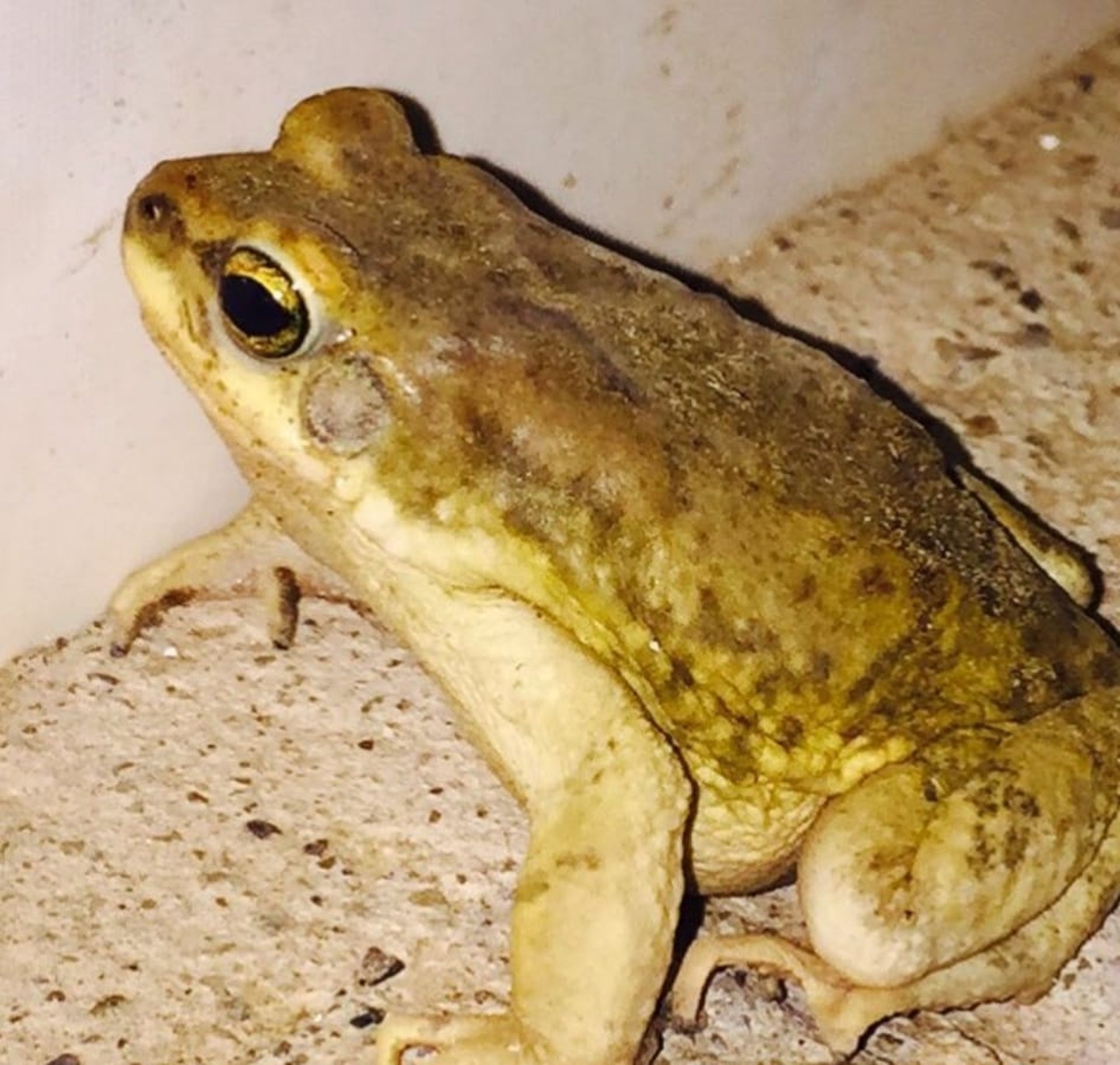 gray computer monitor