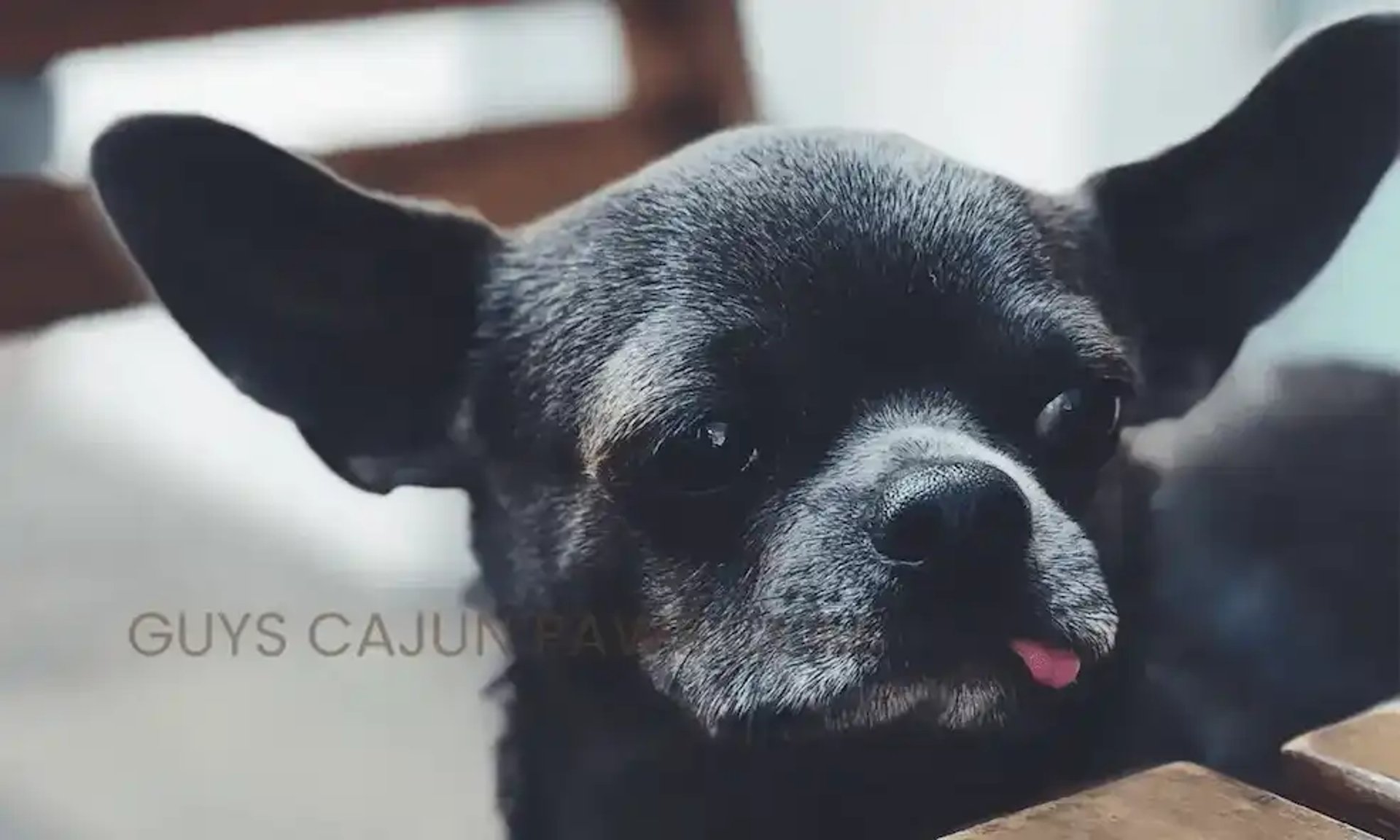AKC Chihuahua with playful tongue pose, shared on Guys Cajun Paws of Louisianas page