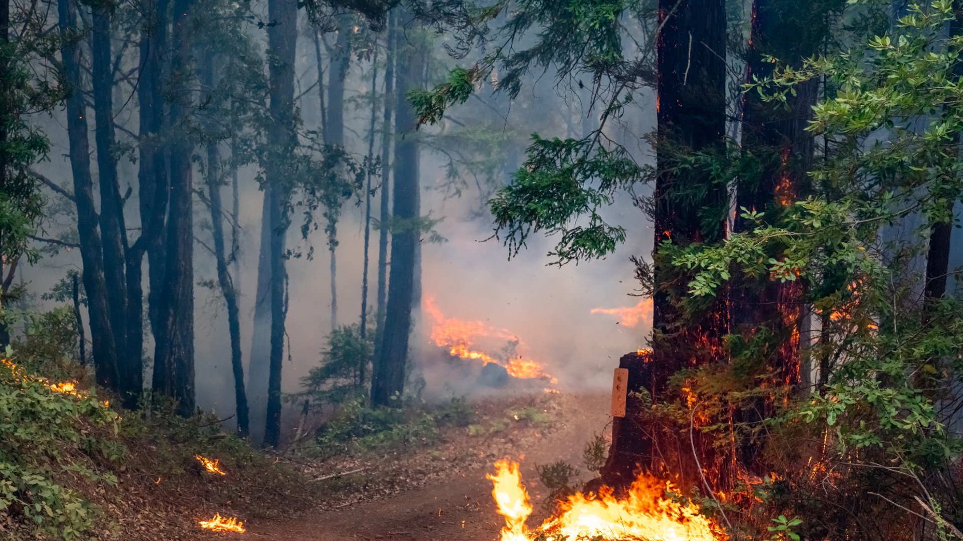 a large fire burning in a field next to a forest