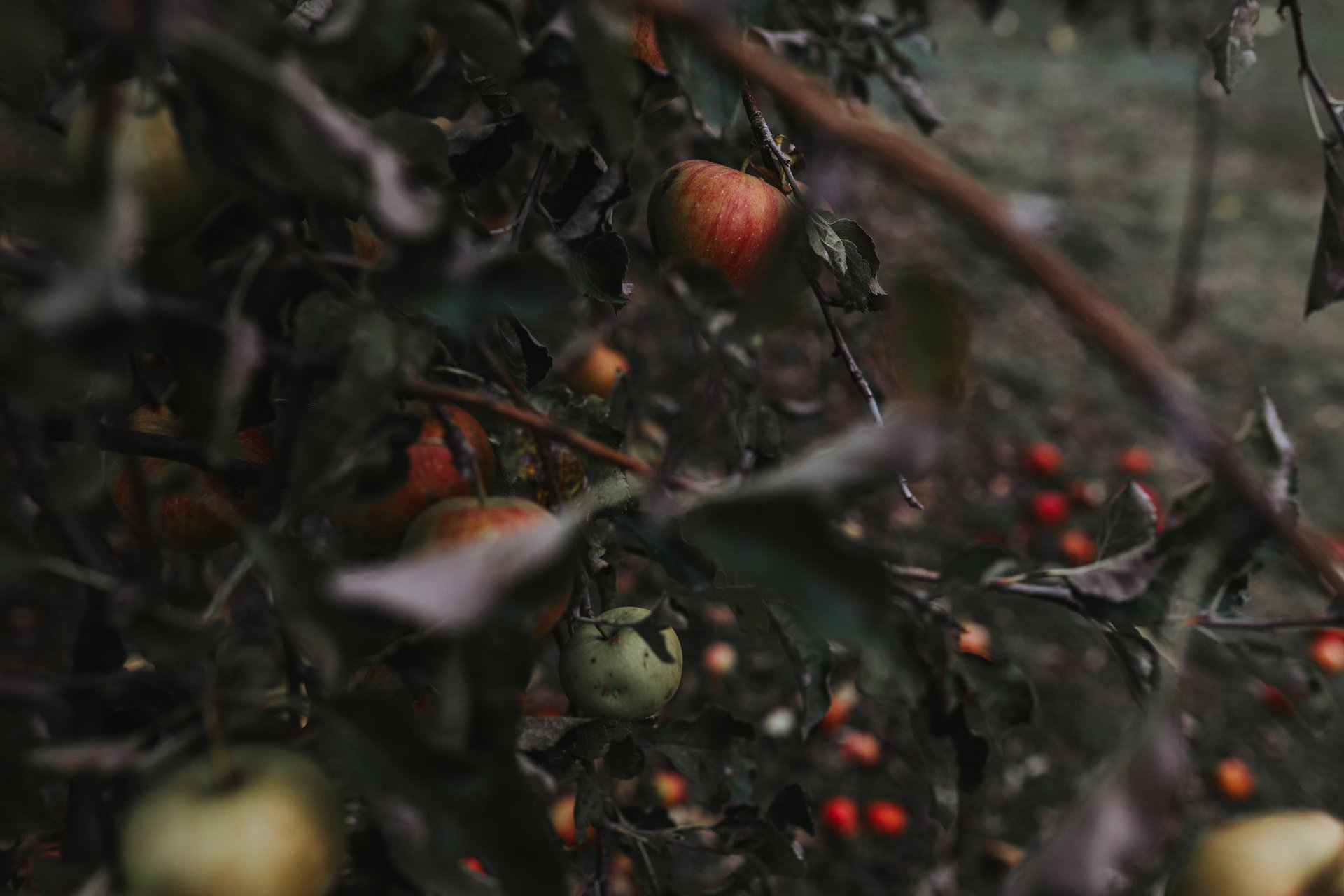 pile of leafed plants