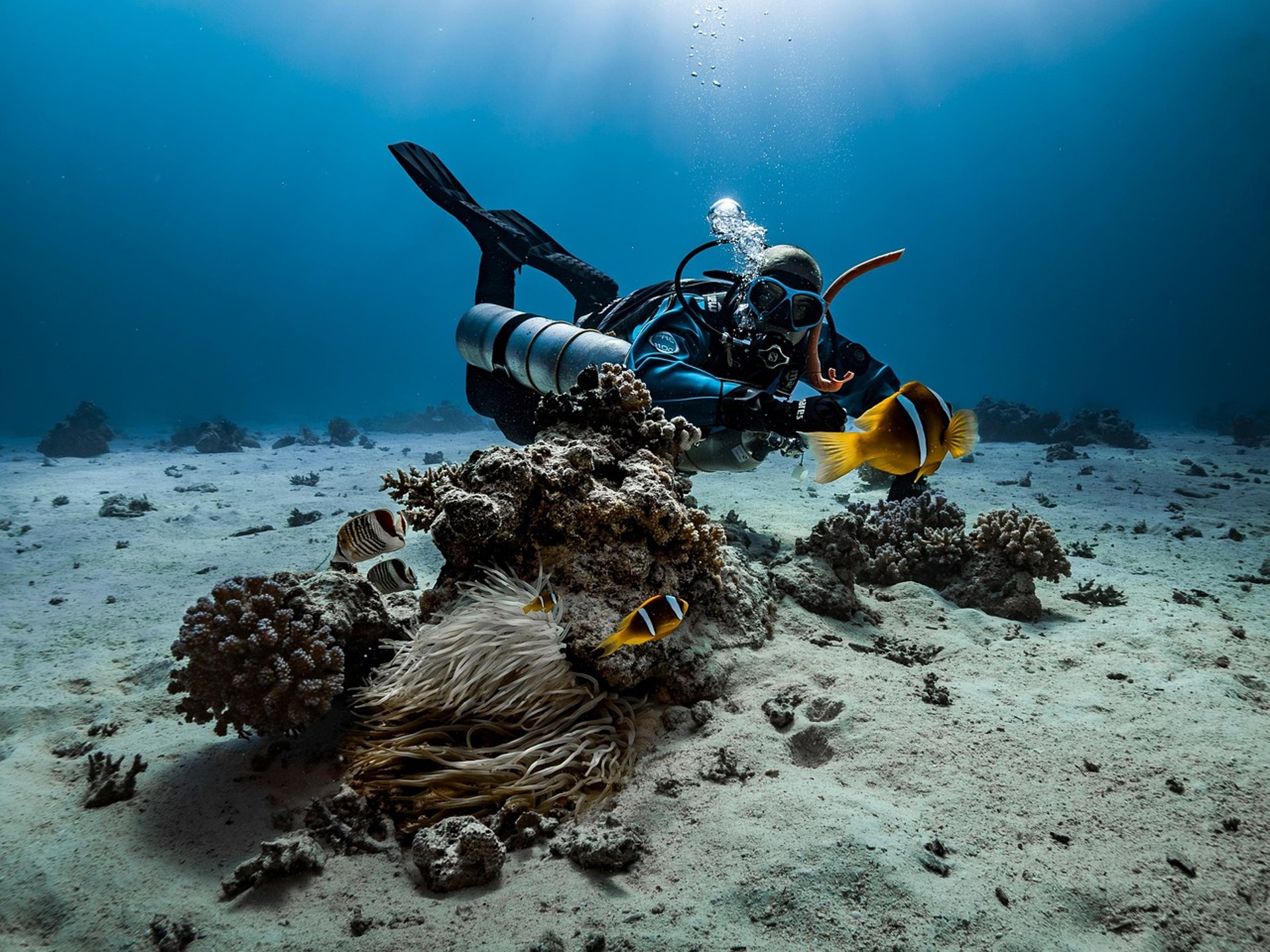 brown turtle swimming underwater