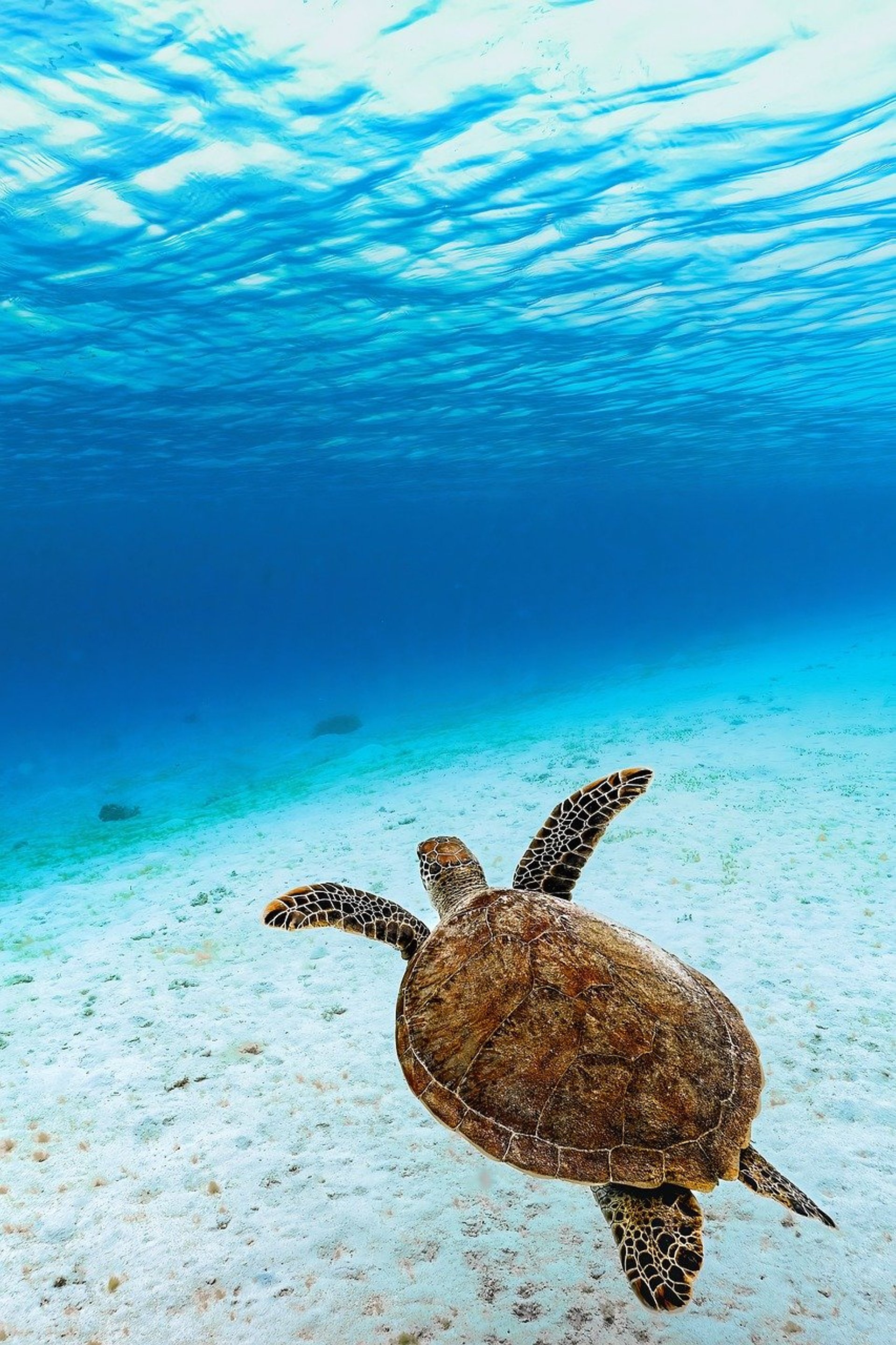 brown turtle swimming underwater