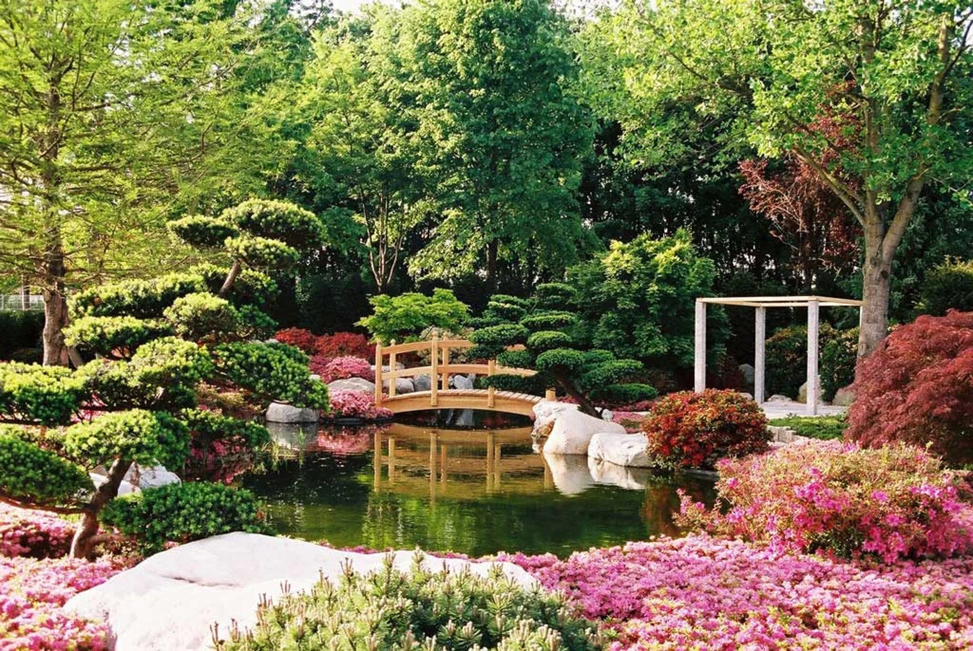 green grass field with pink flowers
