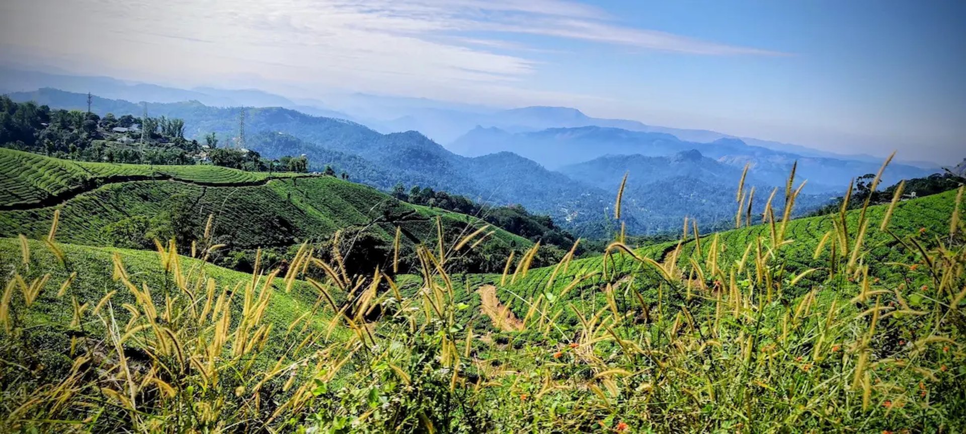 Munnar Tea Gardens, Kerala