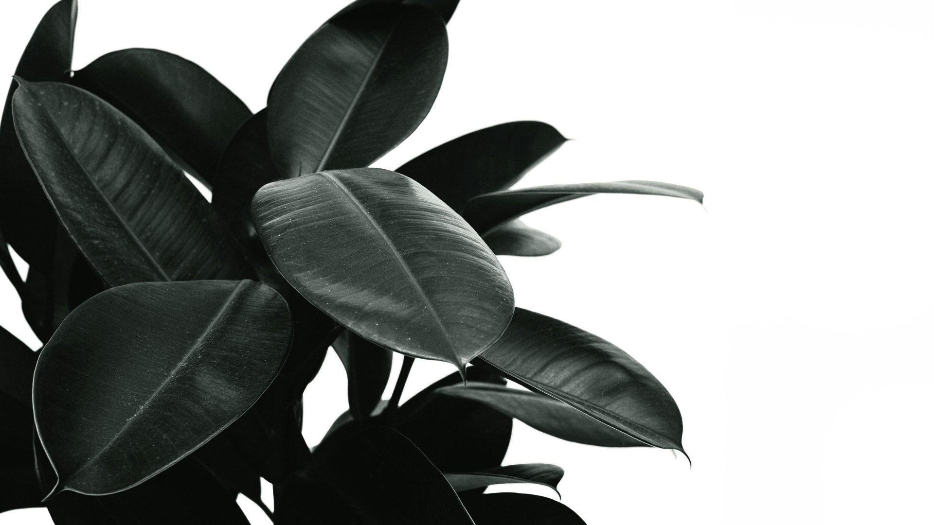 black and white bed linen