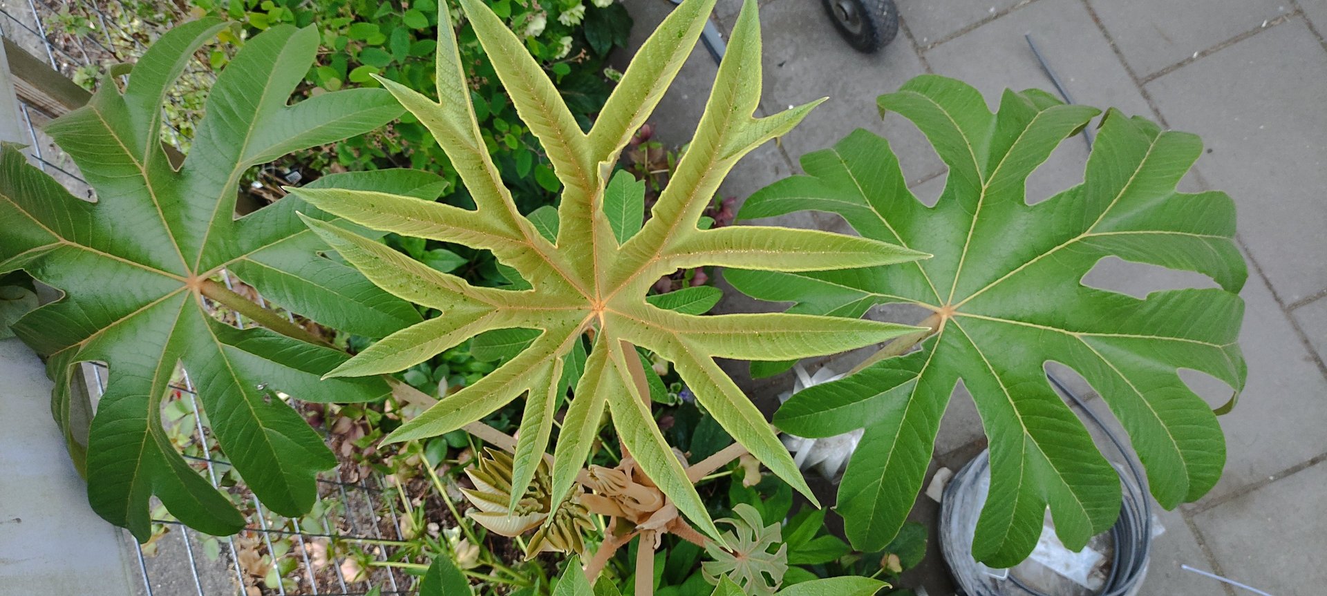 Tetrapanax Rex