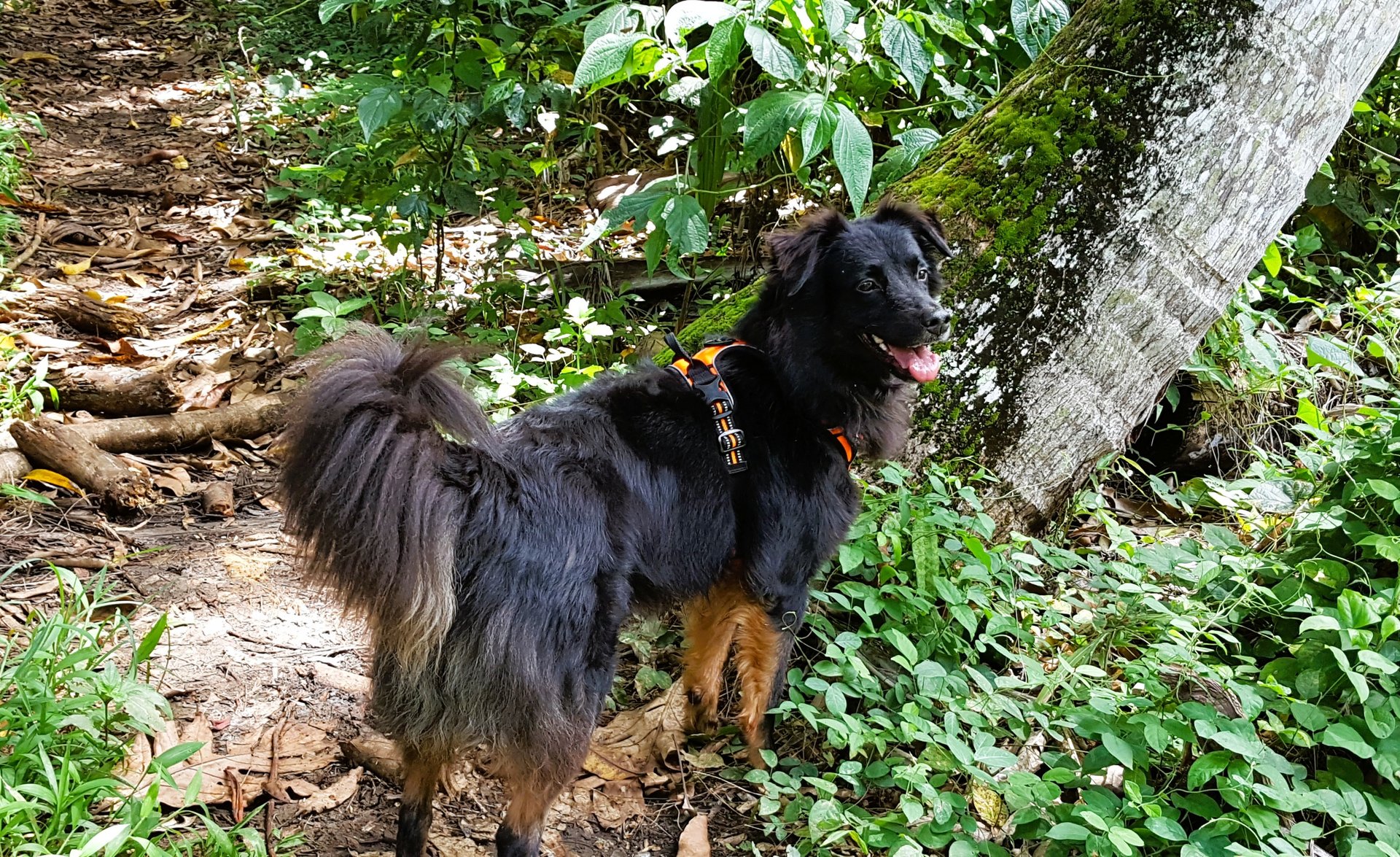 black and brown leather padded tub sofa
