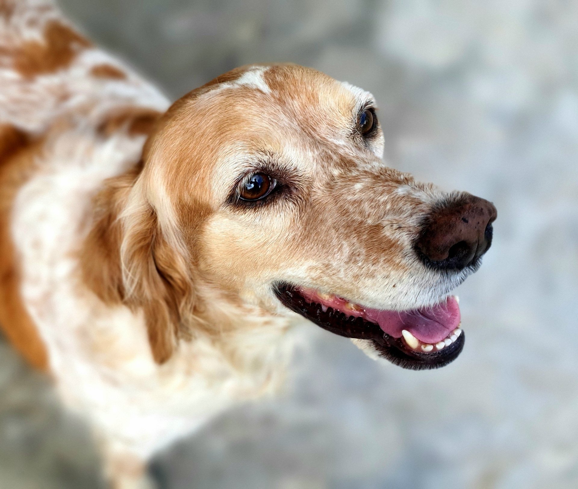 a cat laying on top of a laptop computer