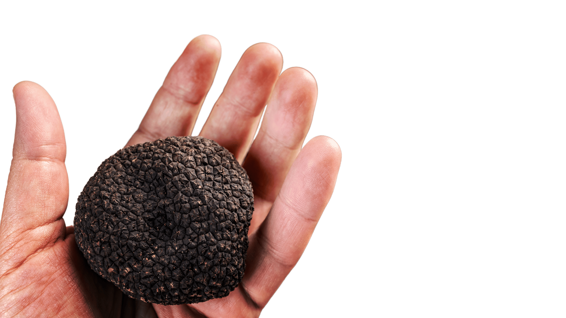 trufalab trufa negra tuber melanosporum