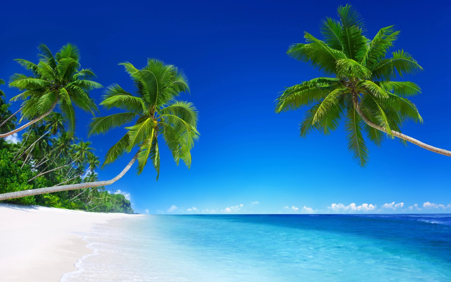 Palm Trees and White Sand