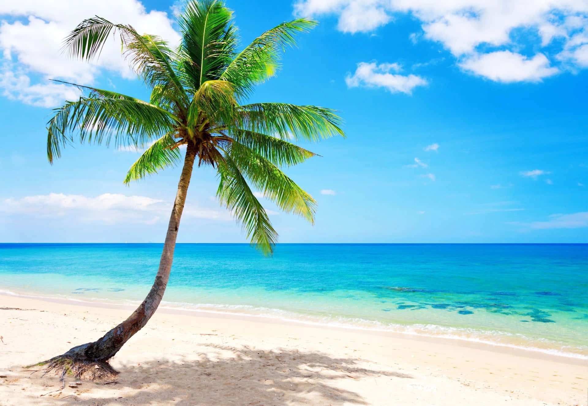 Palm Tree and White Beach