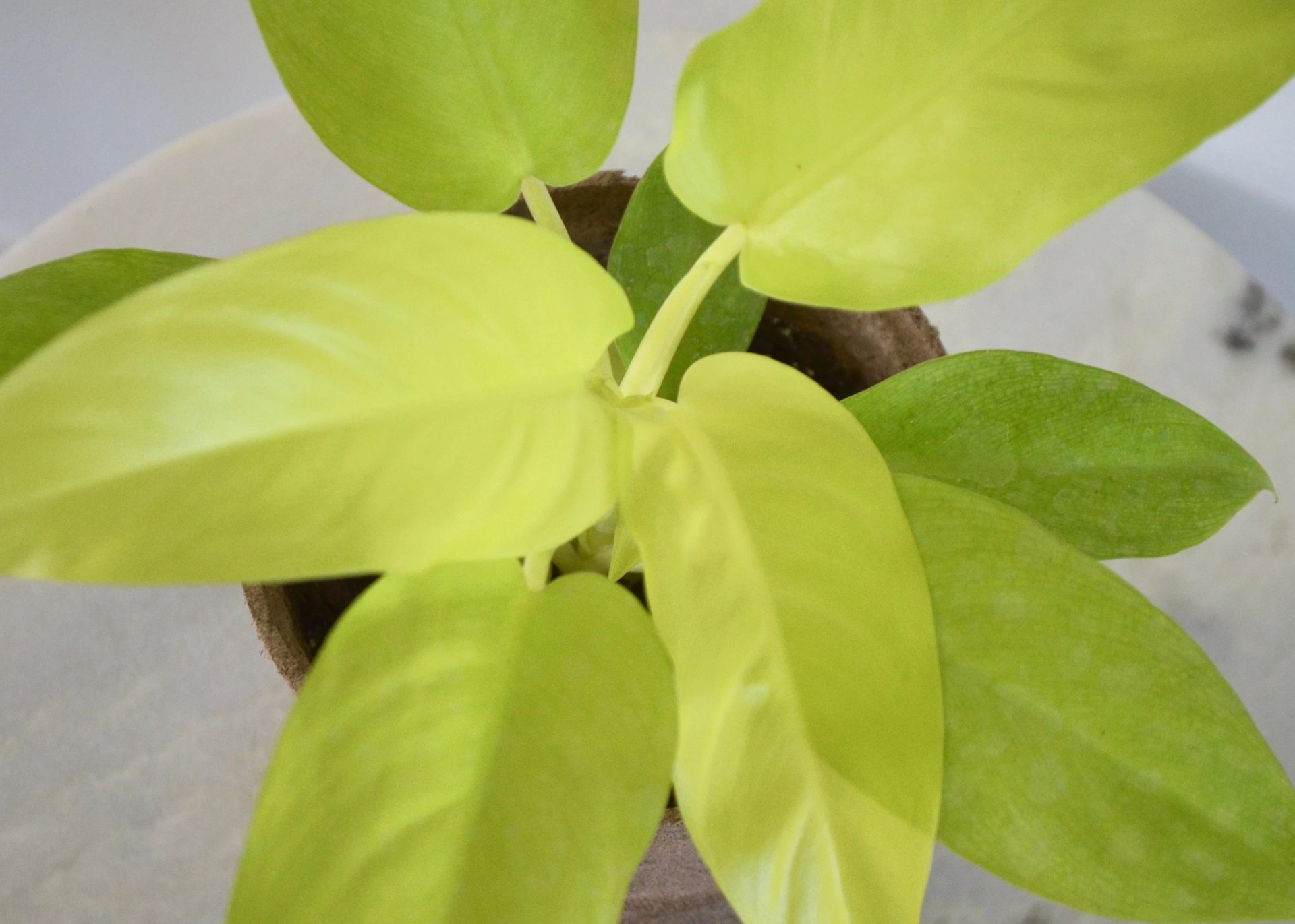 a close up of a plant