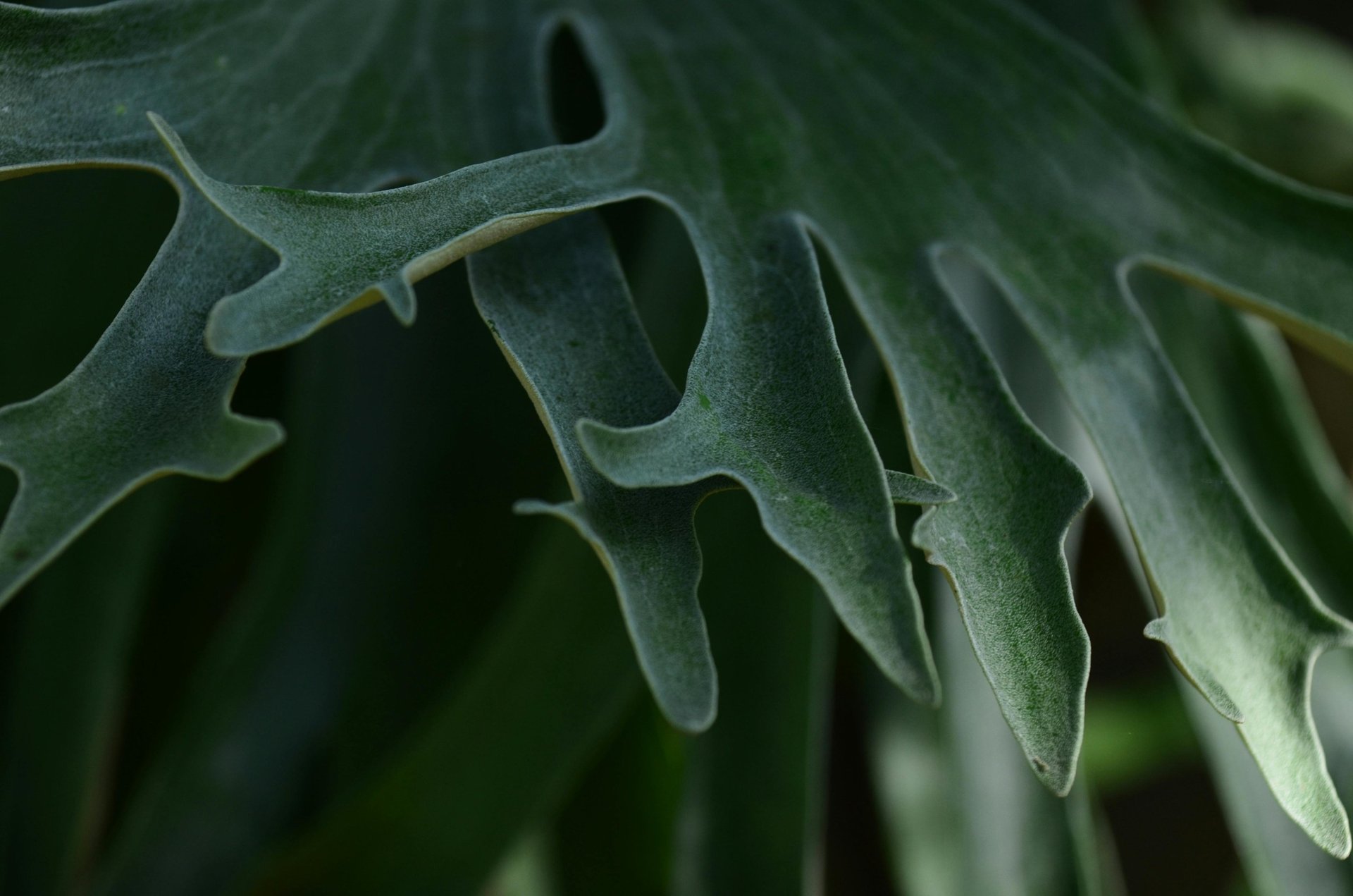 a close up of a plant