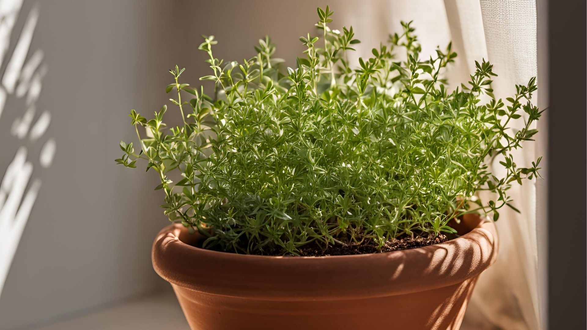 a couple of plants that are on a window sill