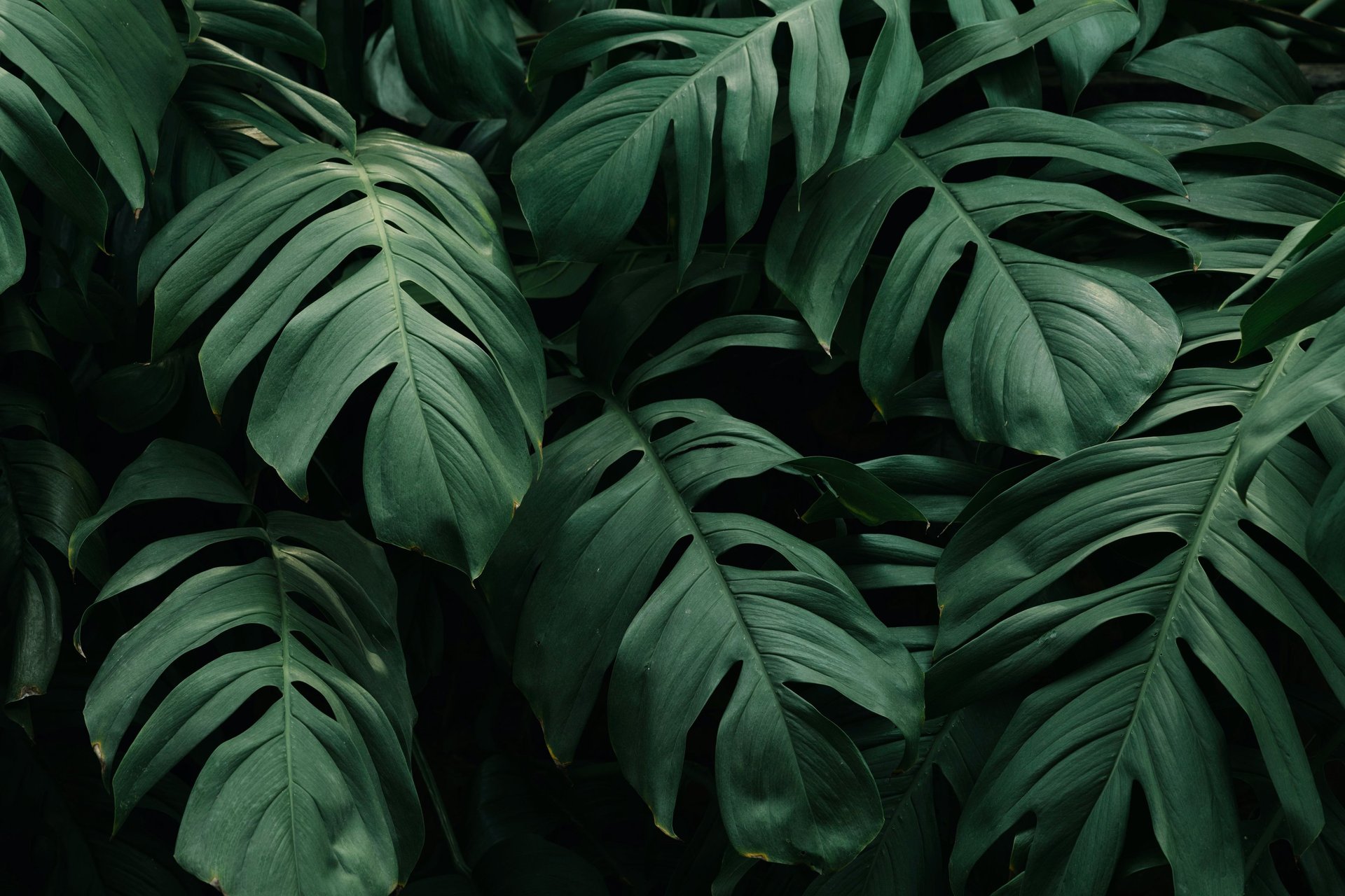 closeup photo of green plants