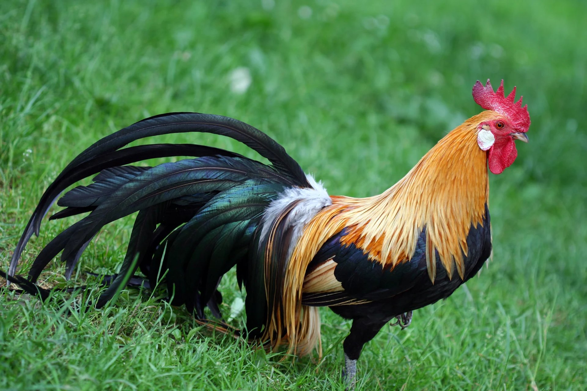 A majestic Phoenix rooster standing proudly on green grass