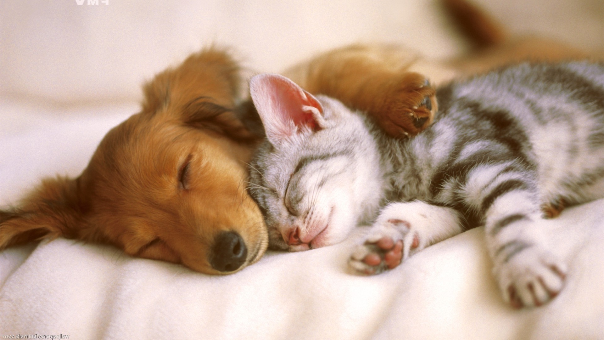 a dog and a cat laying in the grass