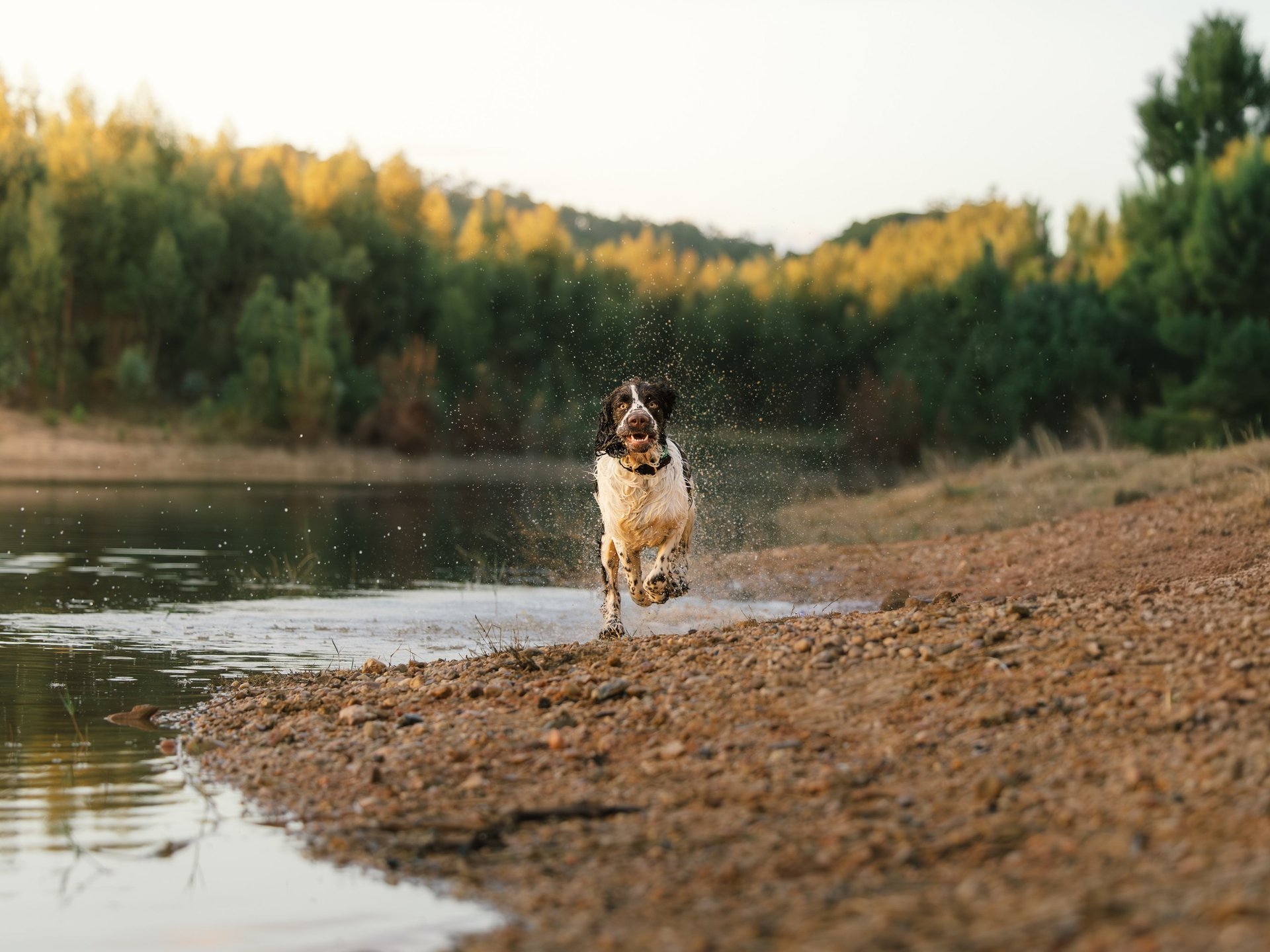 black and white bed linen