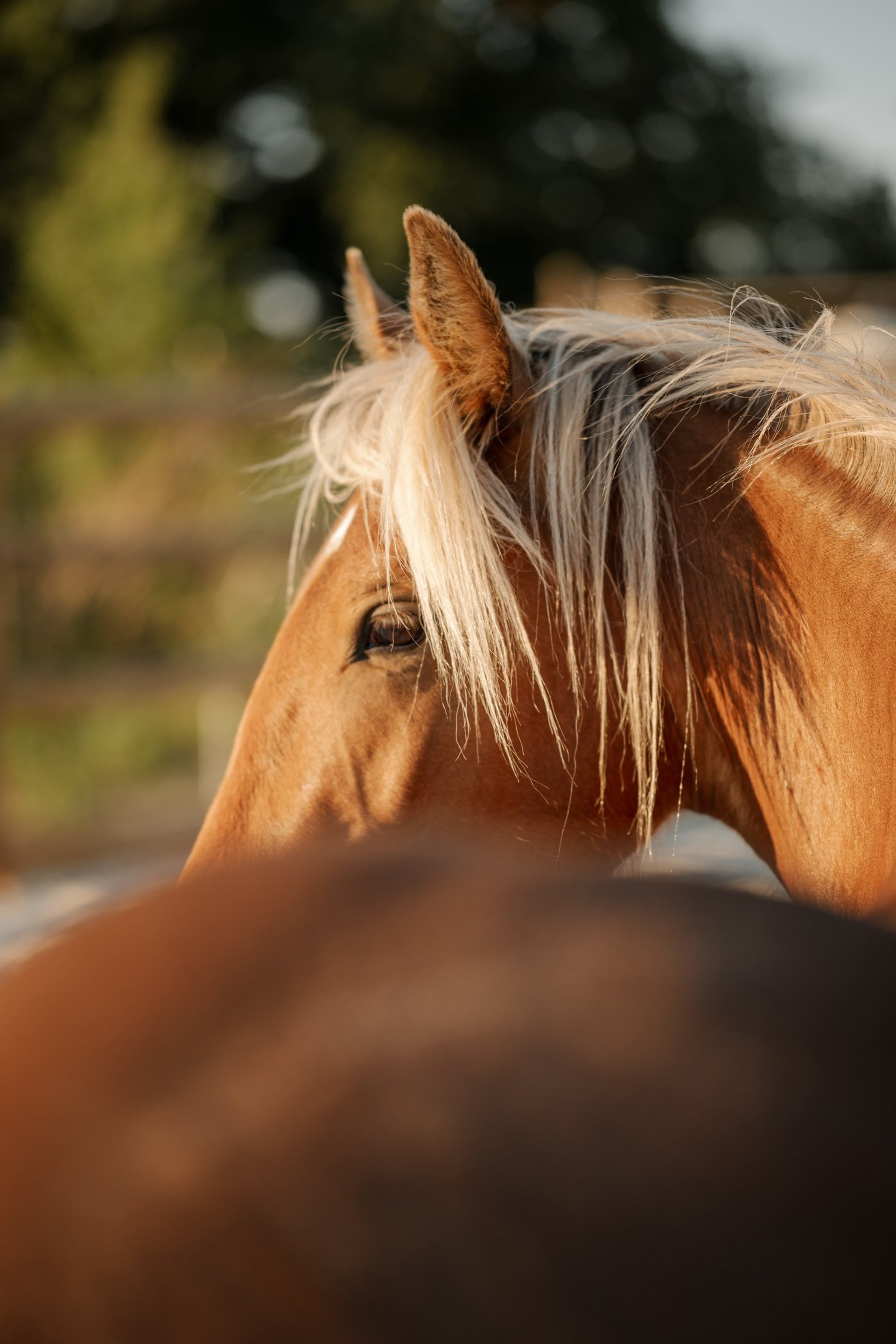 a brown horse standing on top of a grass covered field