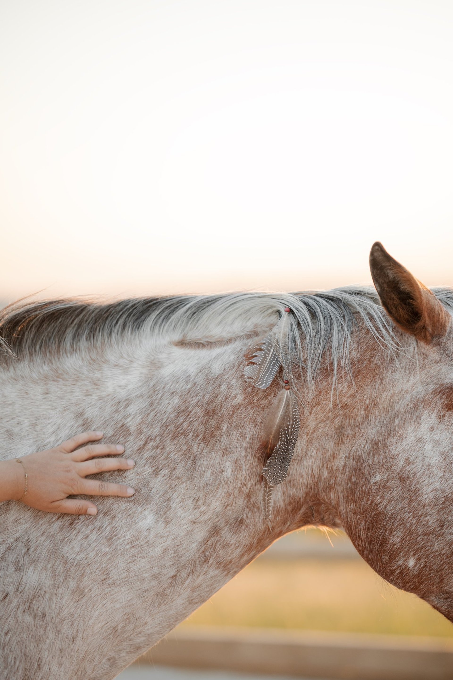grayscale photo of horse head