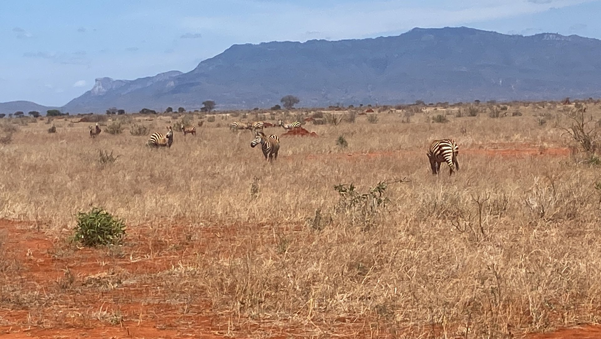 black blue and yellow textile