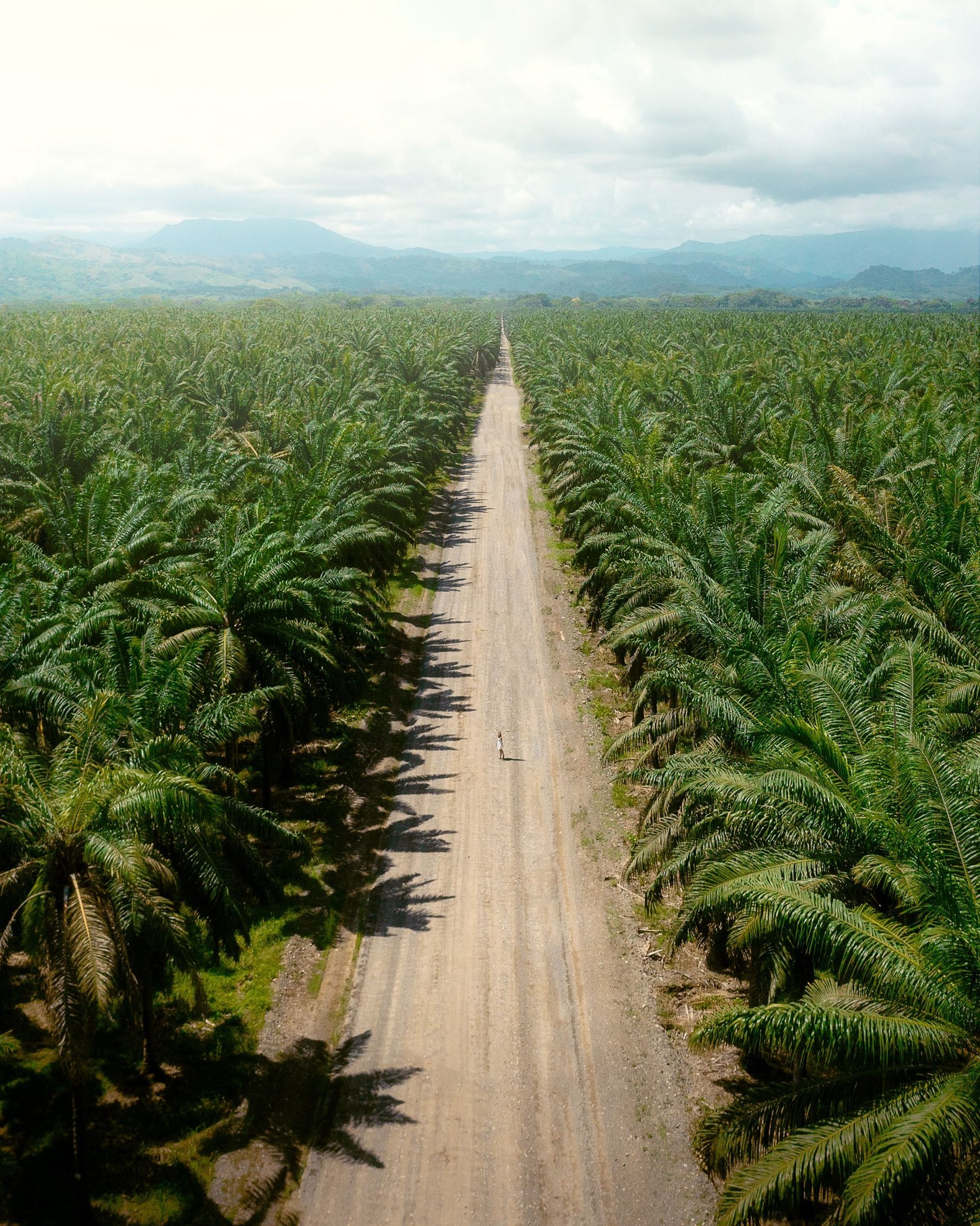 a dirt road surrounded by palm trees on a sunny day