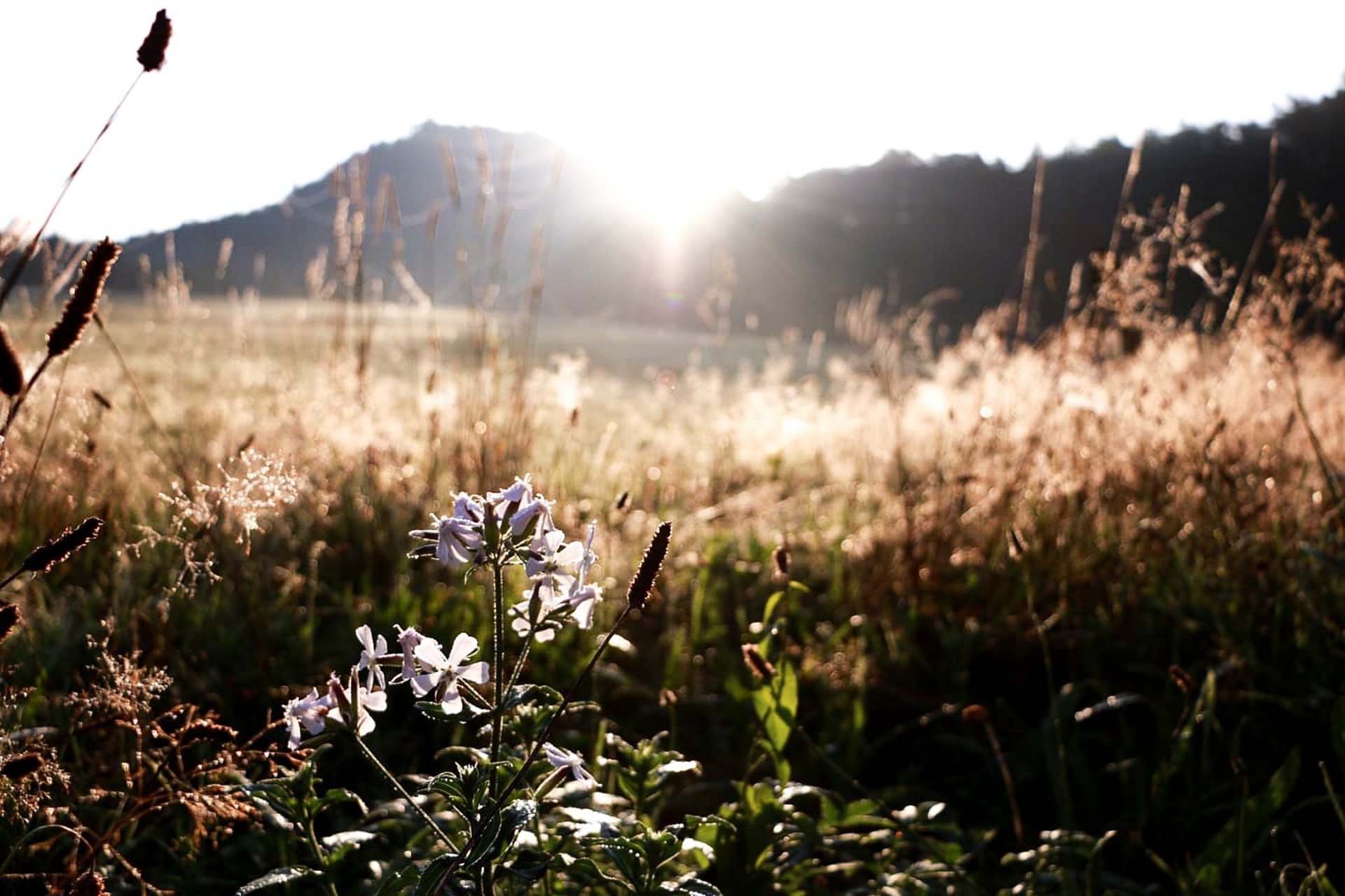 gray computer monitor