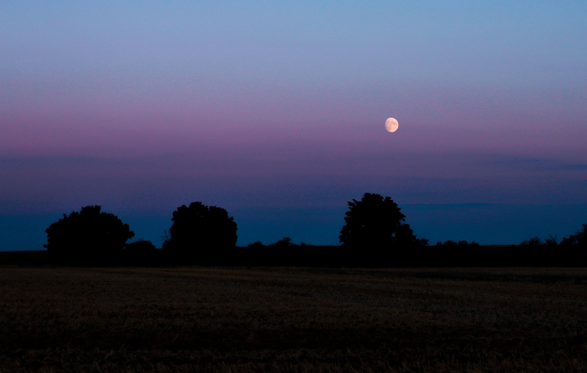 aerial photography of flowers at daytime