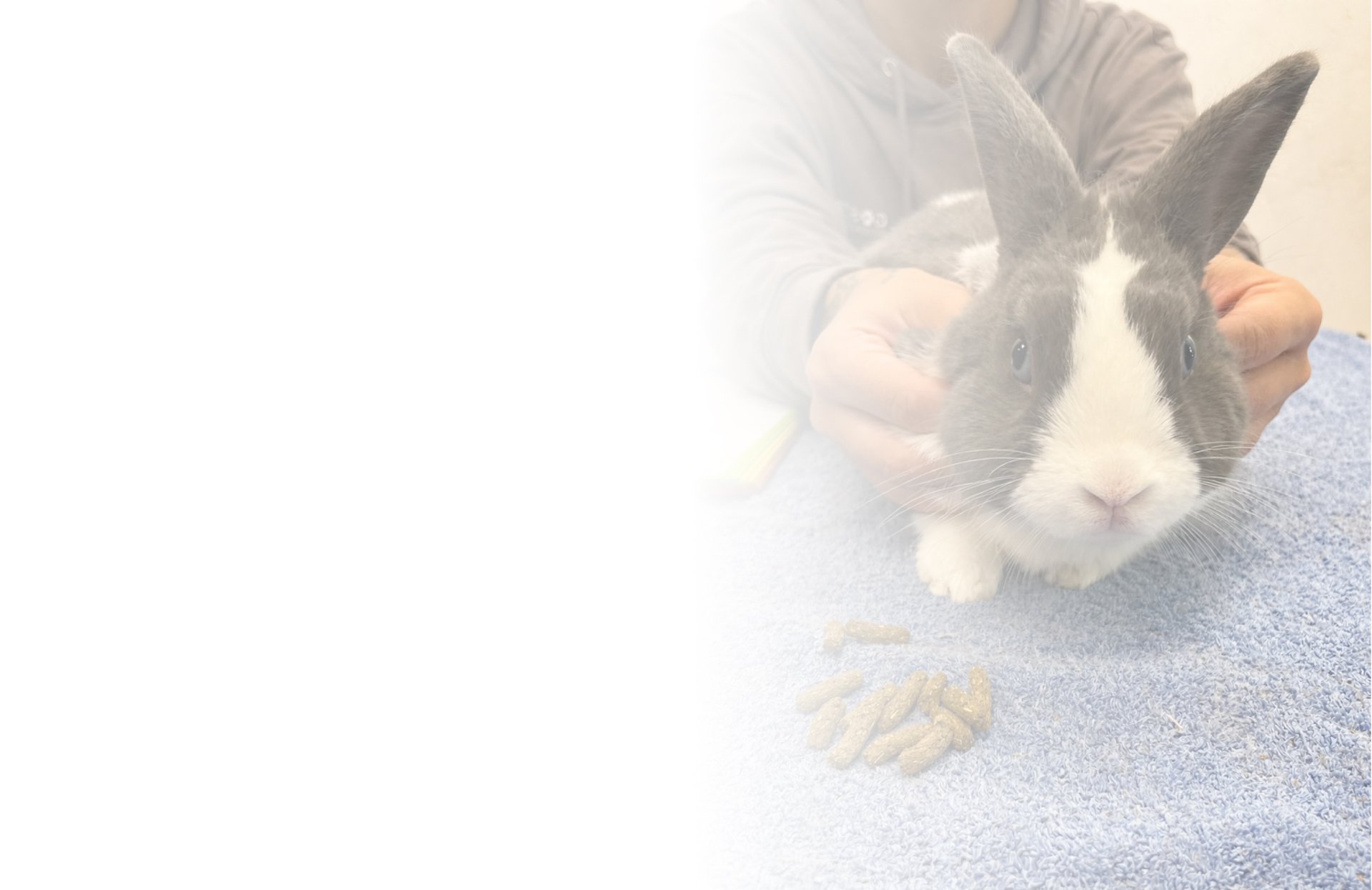 person holding white horse head