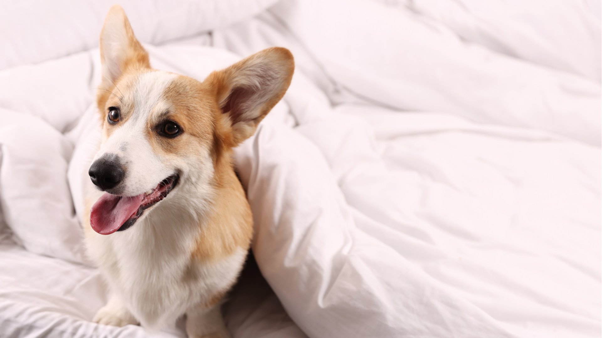 black and white bed linen