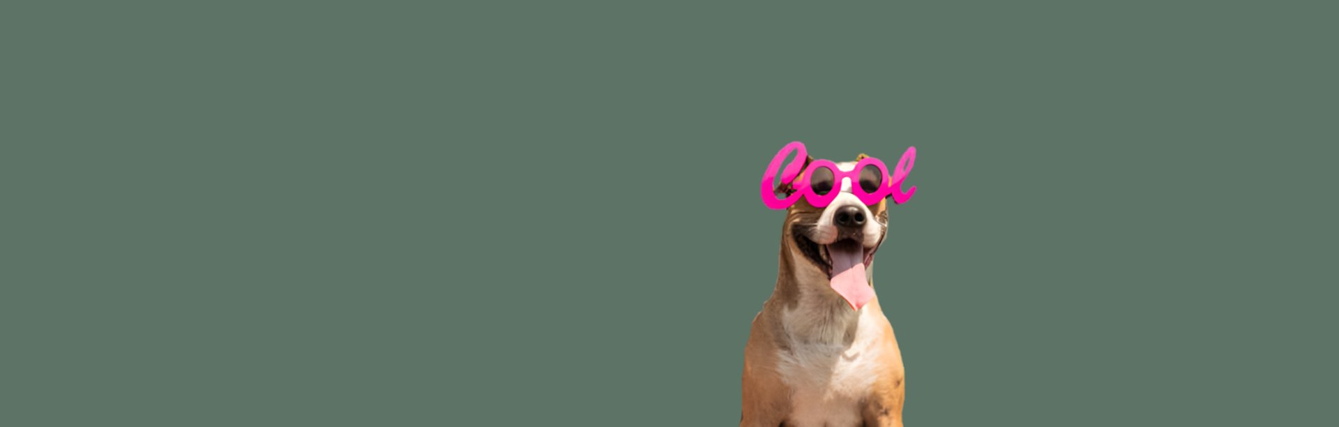 two brown poodles wearing sunglasses