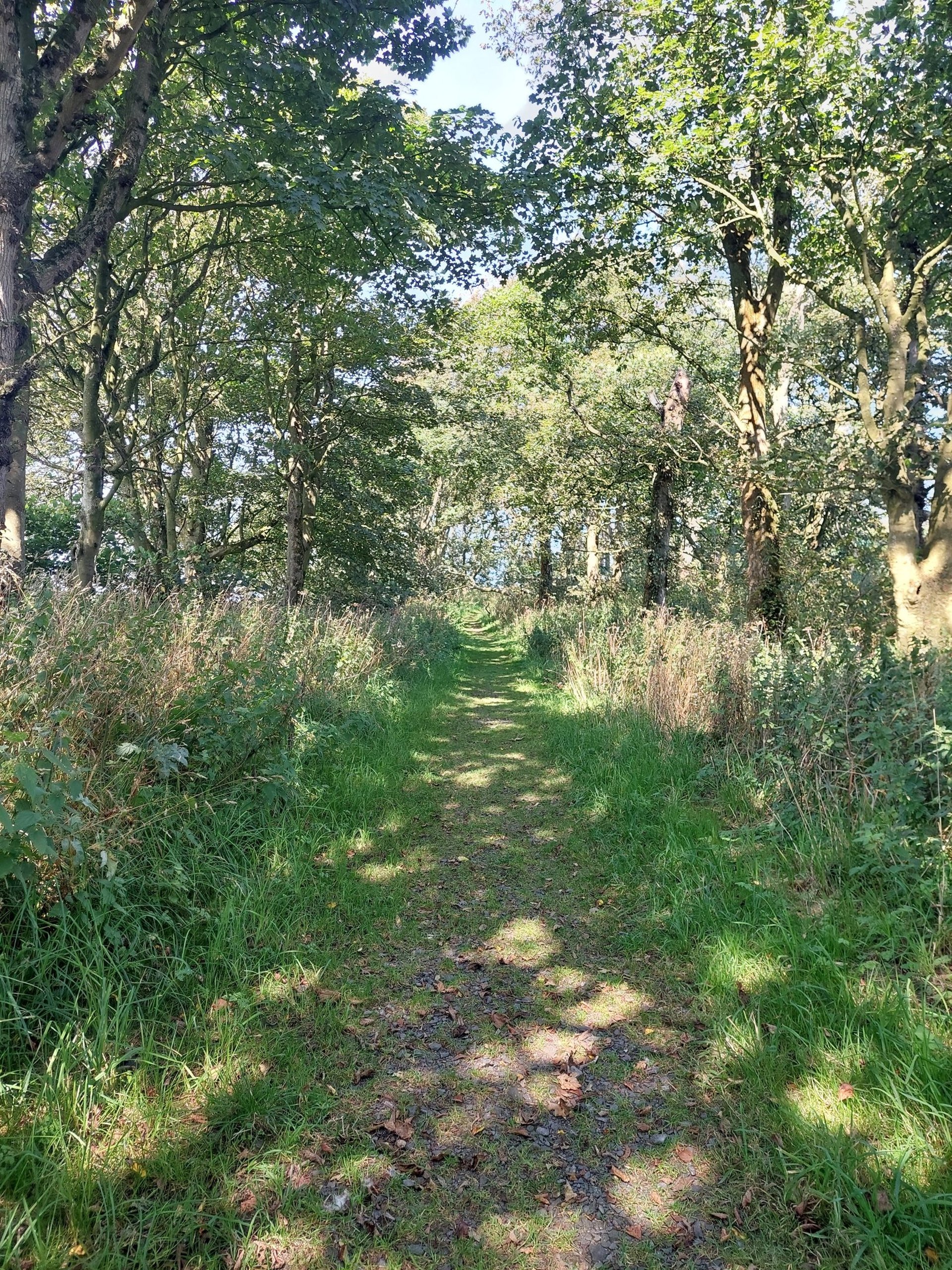 A path through the woods with trees touching overhead