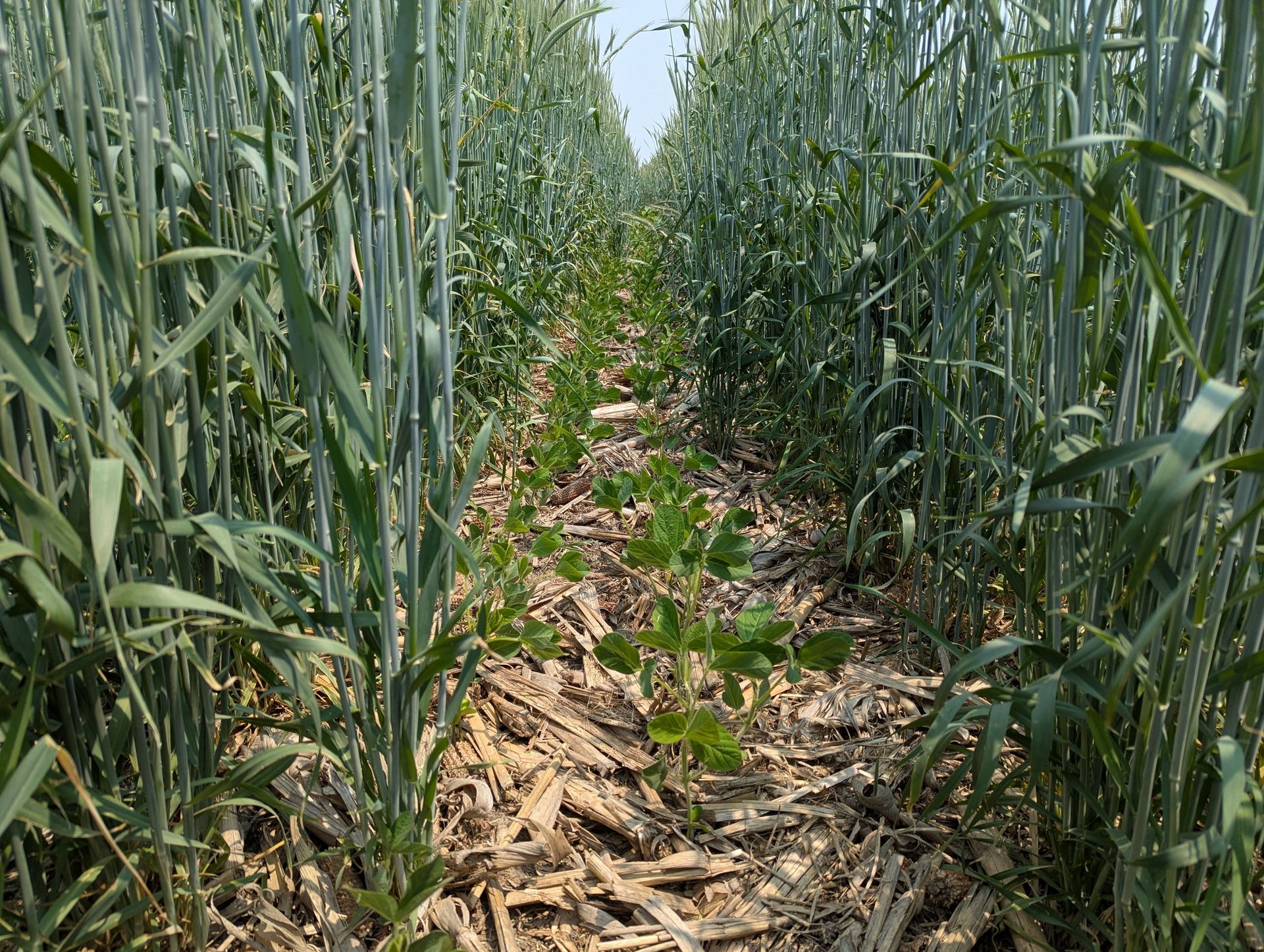 gray computer monitor