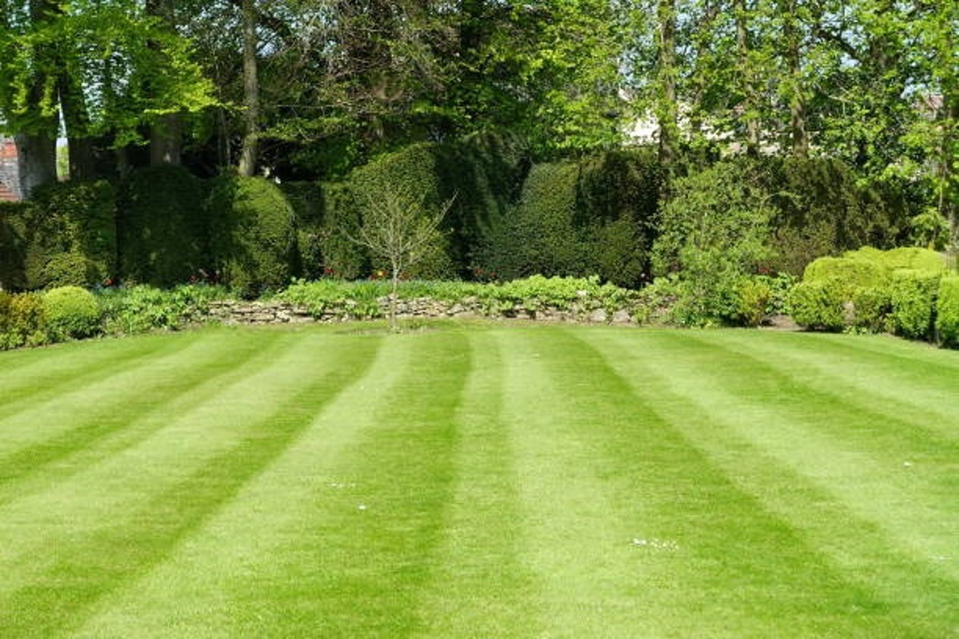 a field of green grass with a blurry background