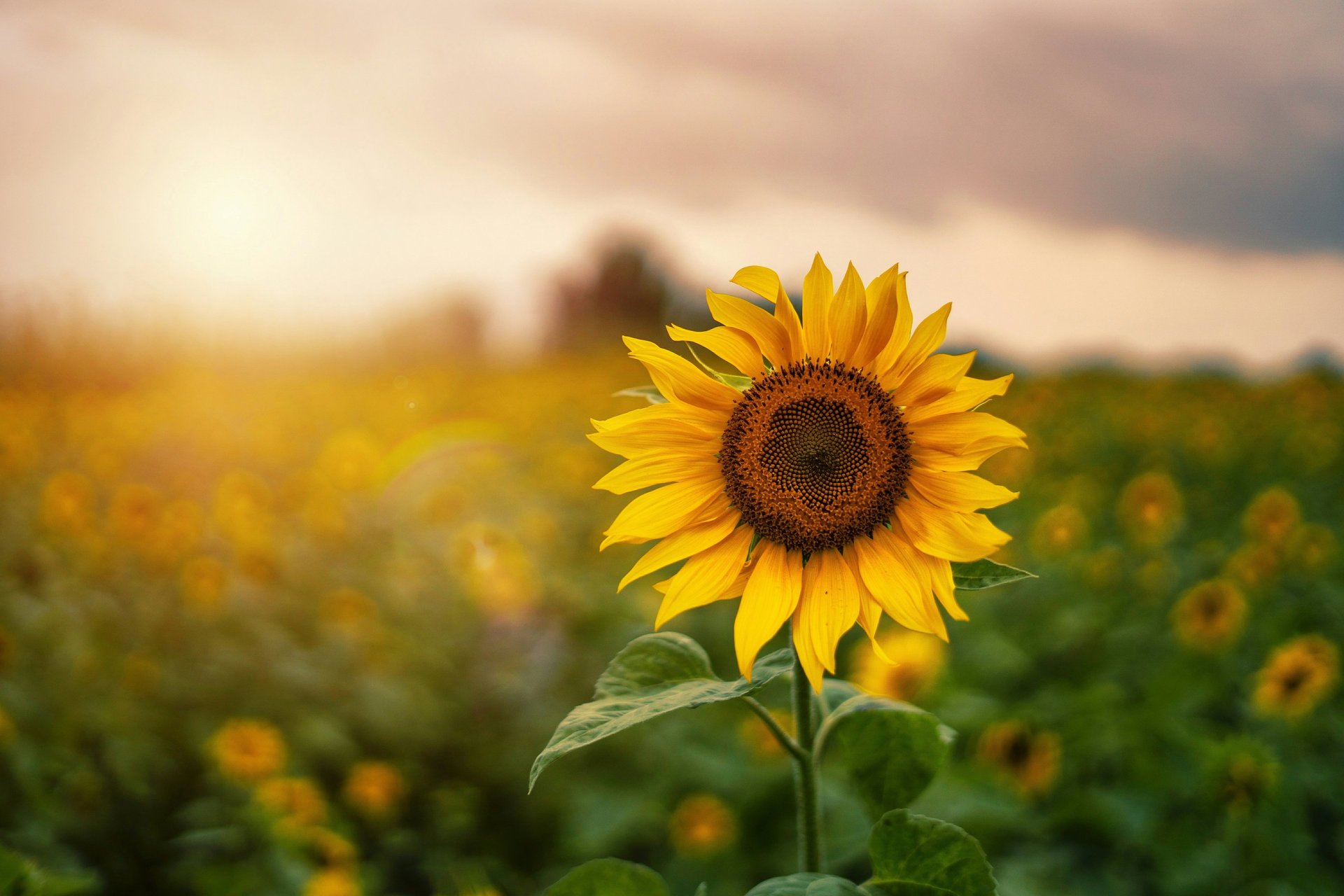 yellow sunflower field during daytime