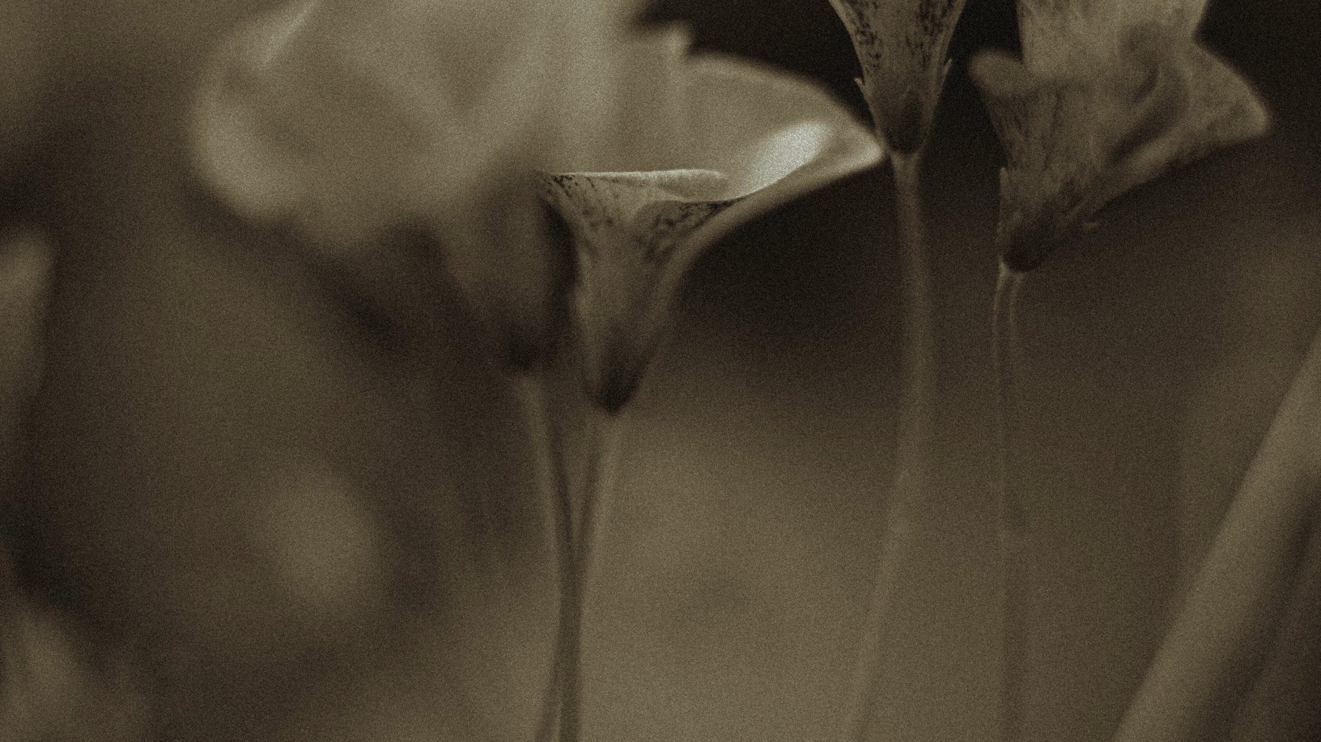 couple wearing silver-colored rings