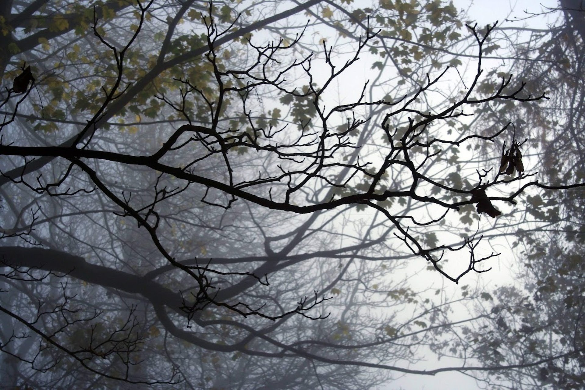 time lapse photography of shooting star