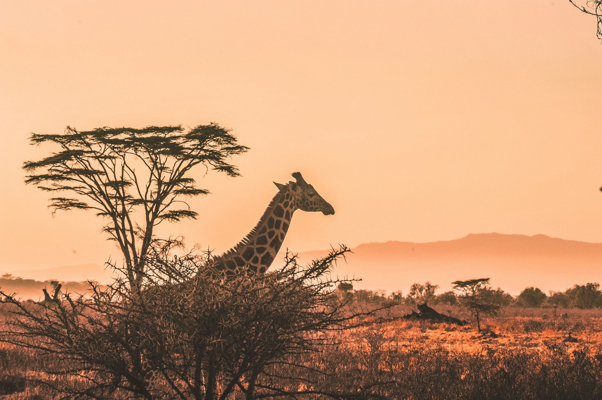GIraffe in Africa, River Cruising