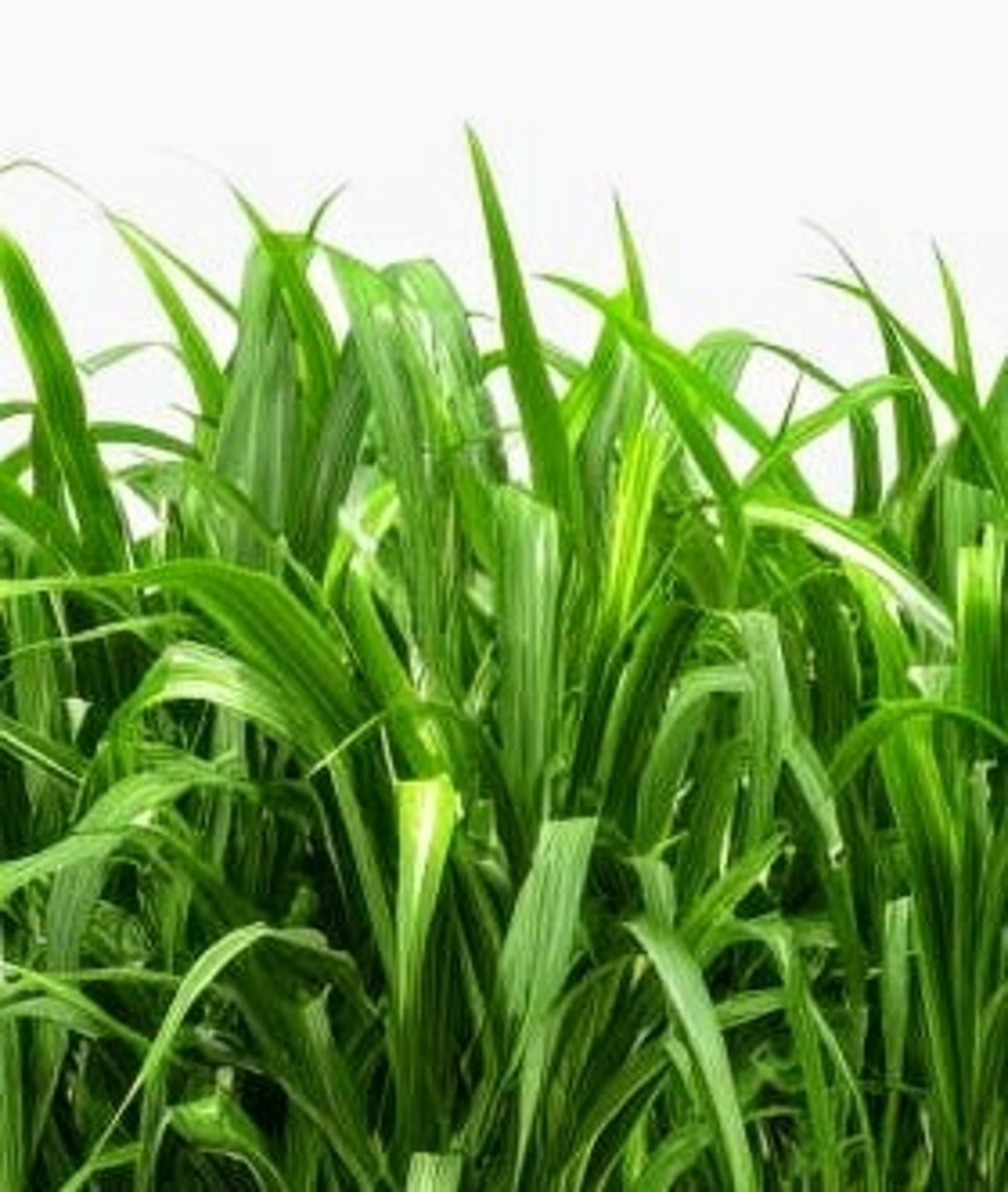 Mineral Rich Naturally Sweet