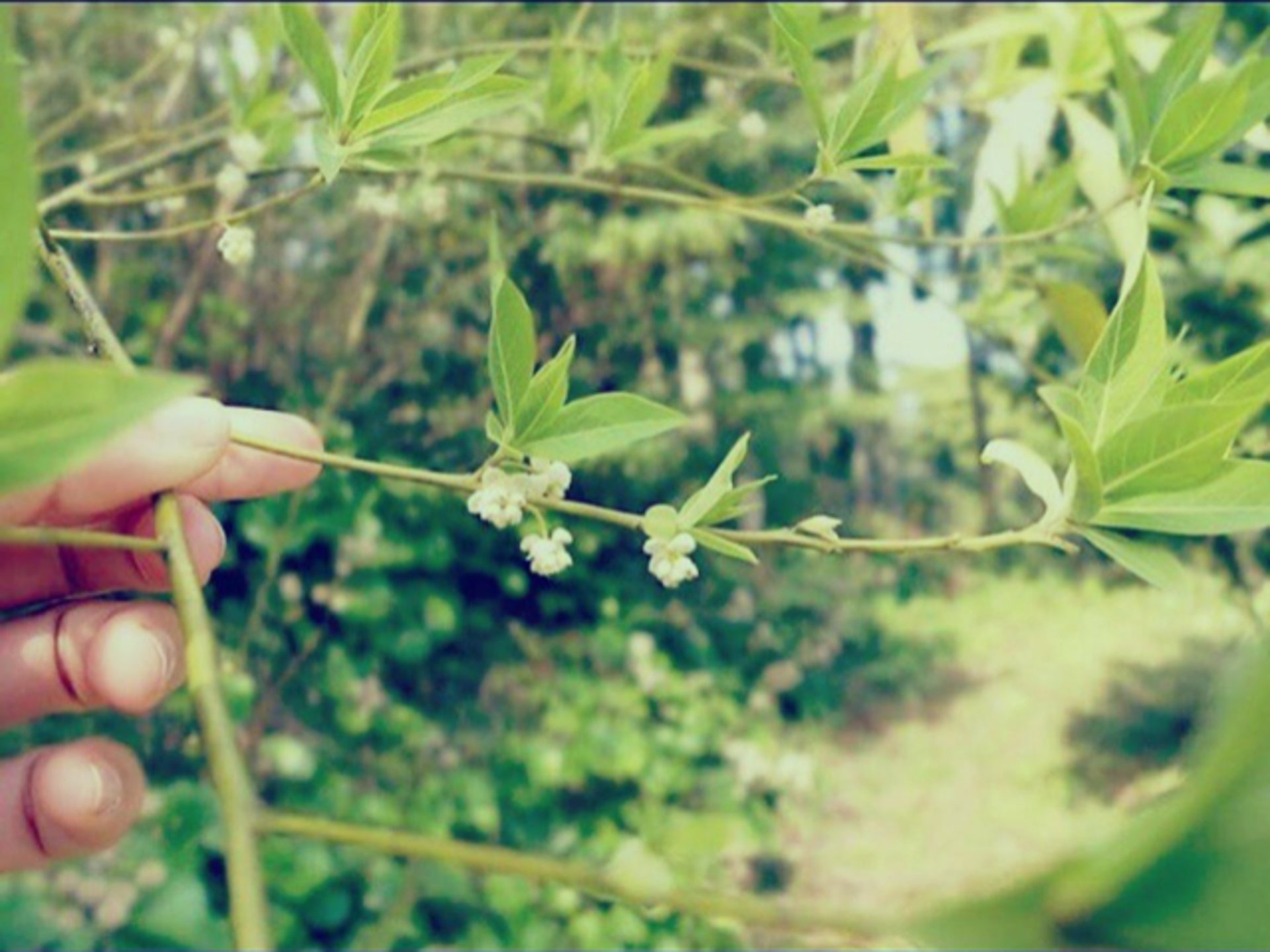 a waterfall in the middle of a lush green forest