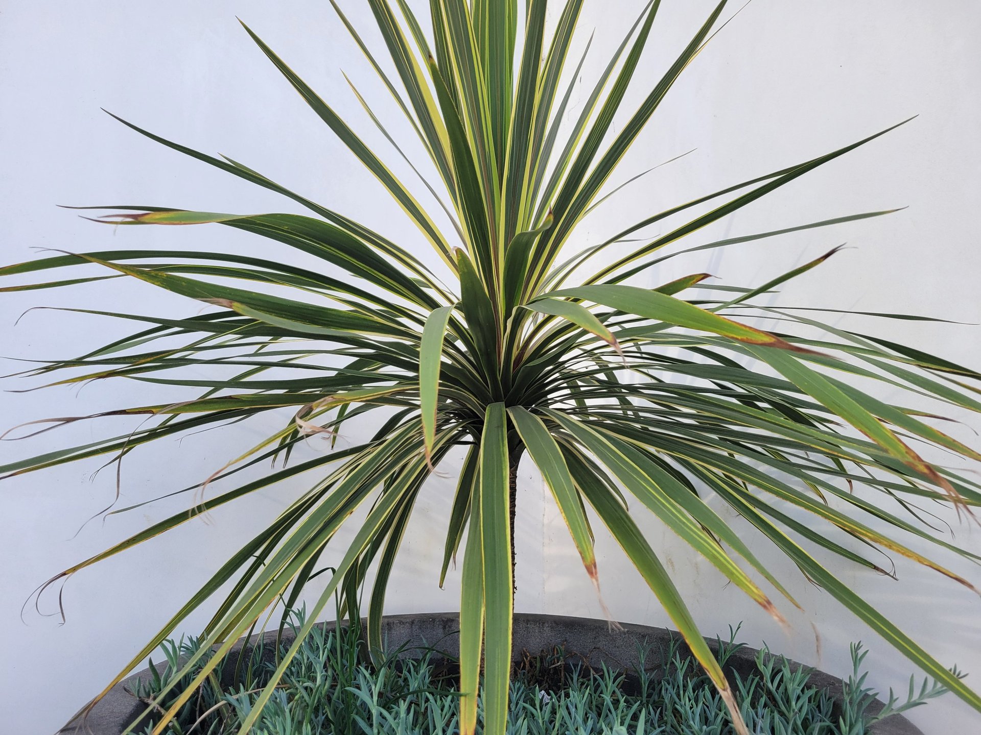 black and brown leather padded tub sofa