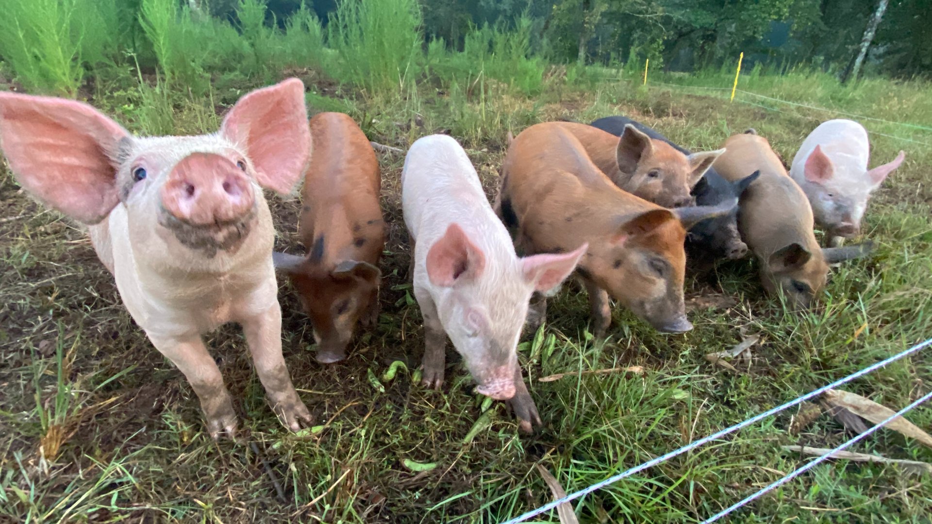 black and white bed linen