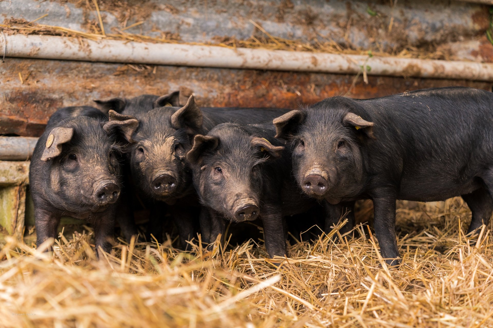 black and white bed linen